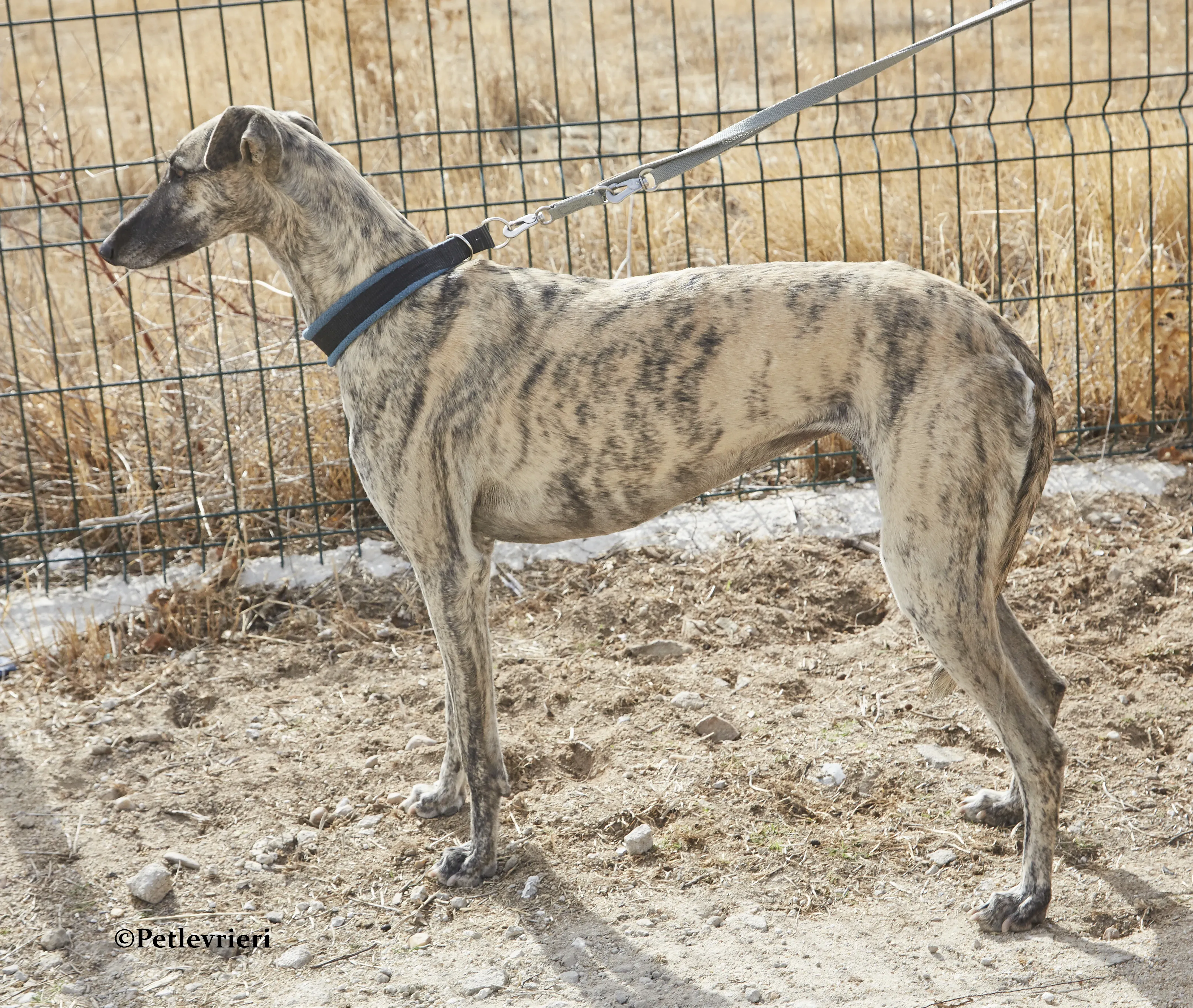 Barbara galgo adozione pet levrieri onlus 10