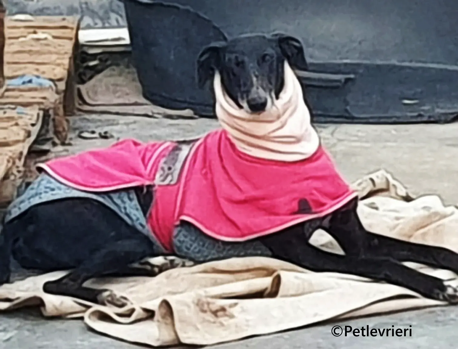 Barbara galgo adozione pet levrieri onlus 11