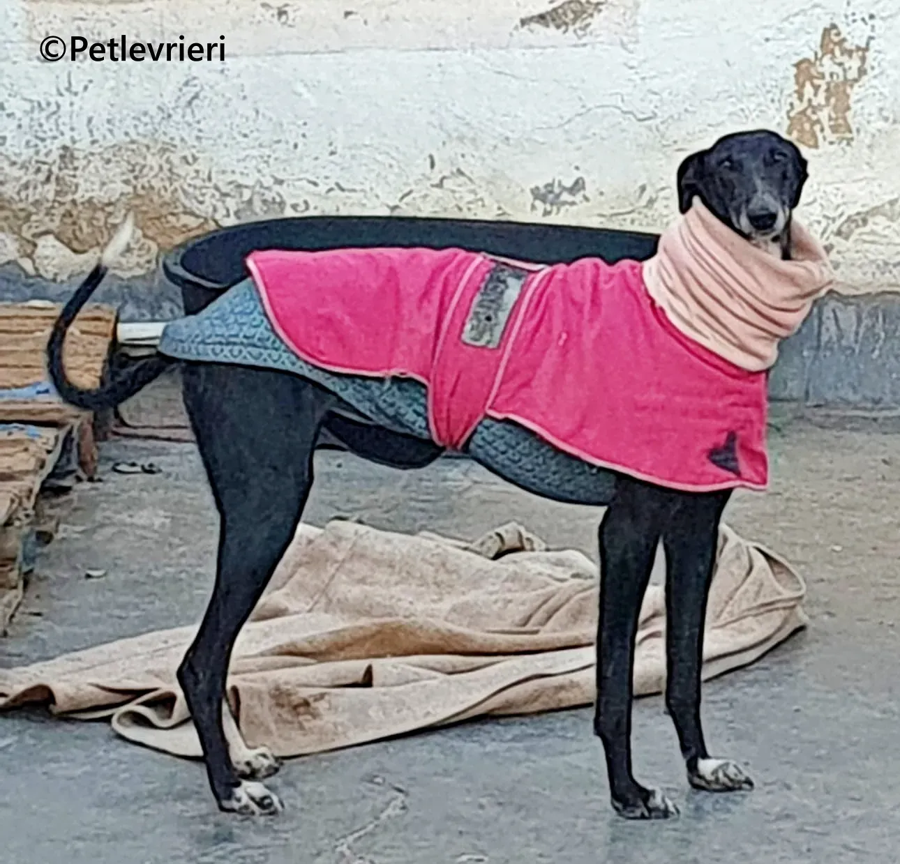 Barbara galgo adozione pet levrieri onlus 12