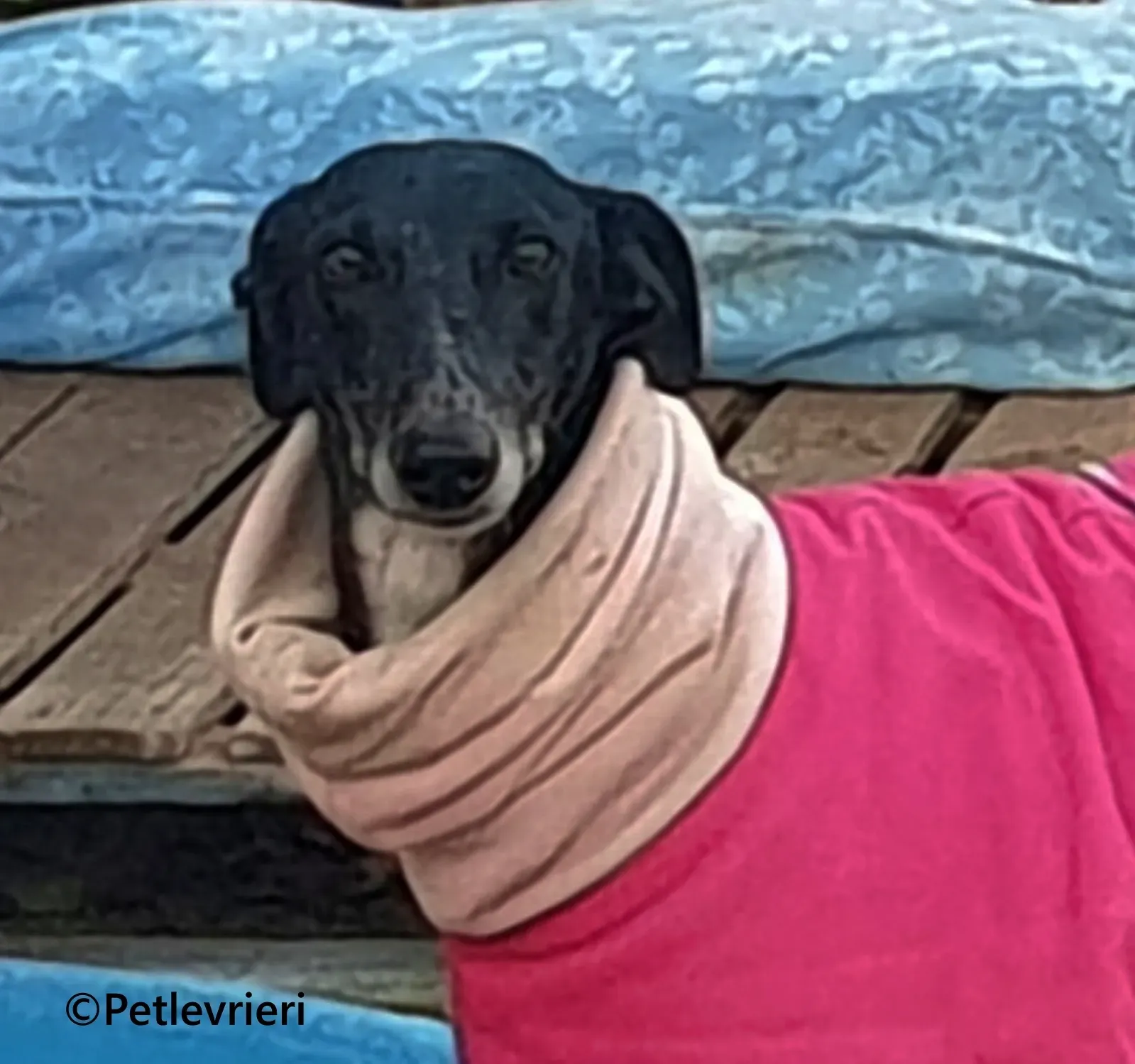 Barbara galgo adozione pet levrieri onlus 13