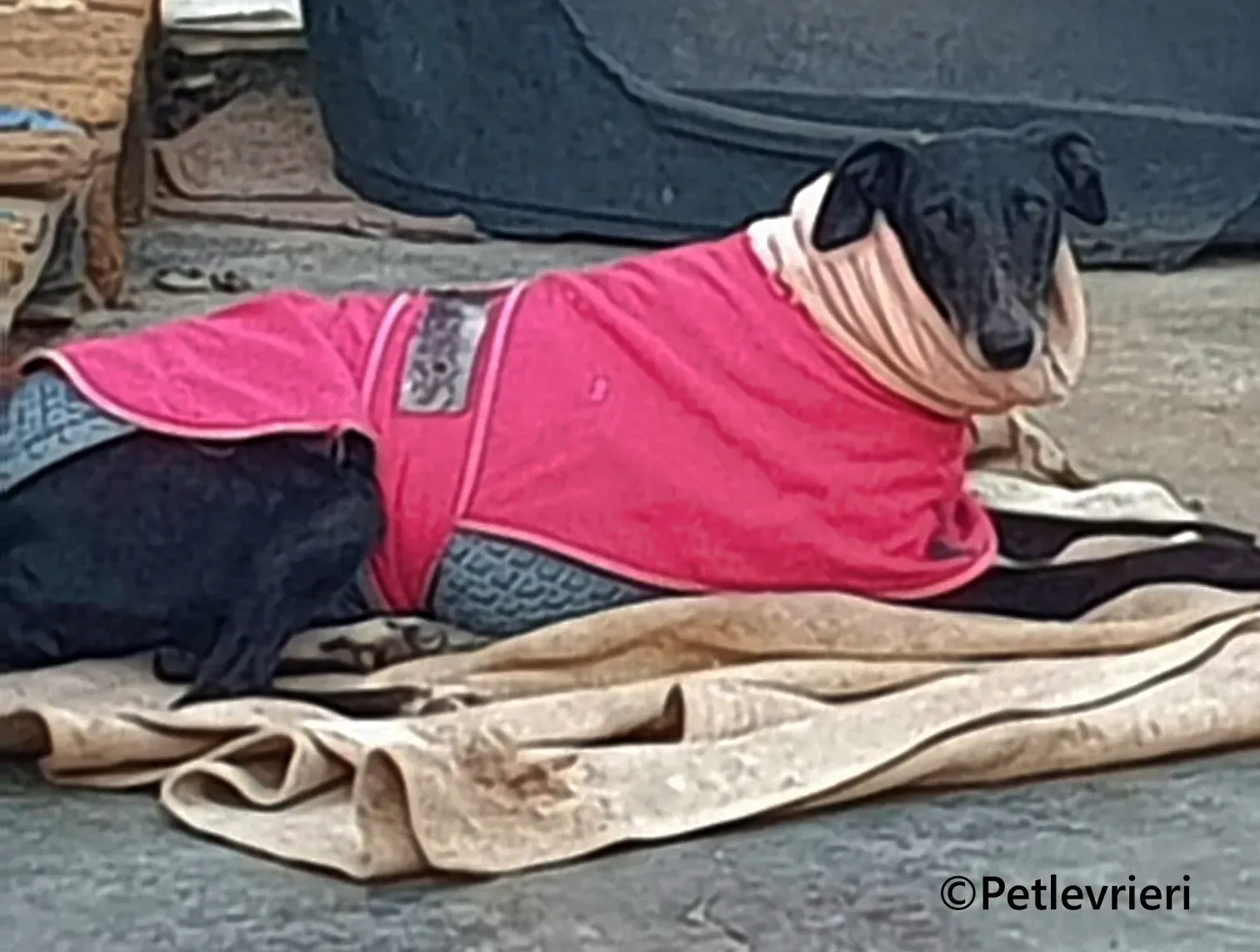 Barbara galgo adozione pet levrieri onlus 14