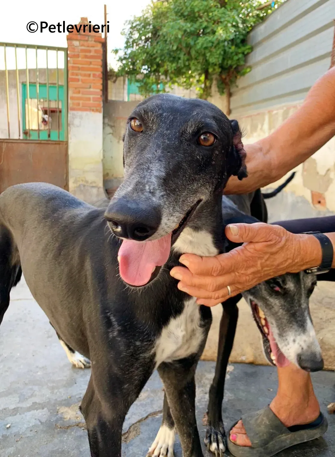 Barbara galgo adozione pet levrieri onlus 15