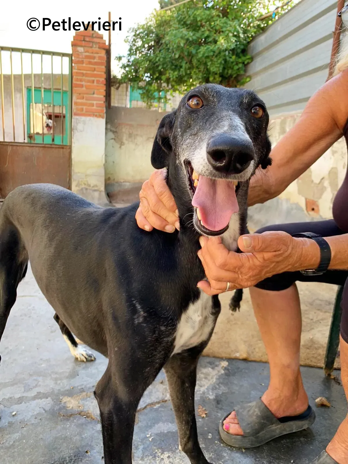 Barbara galgo adozione pet levrieri onlus 16