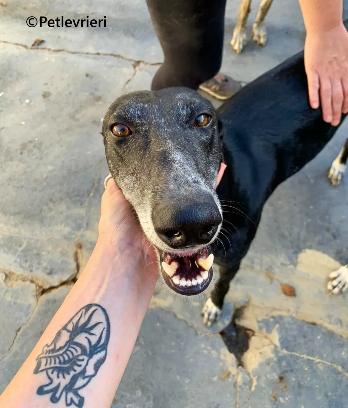 Barbara galgo adozione pet levrieri onlus 17