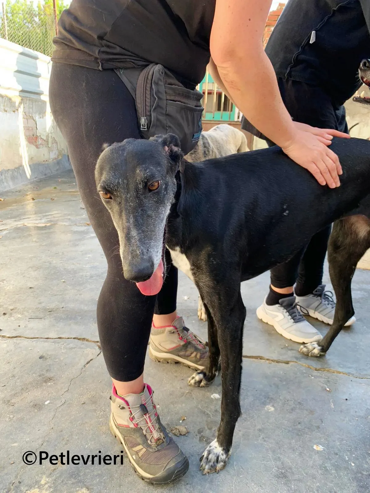 Barbara galgo adozione pet levrieri onlus 18