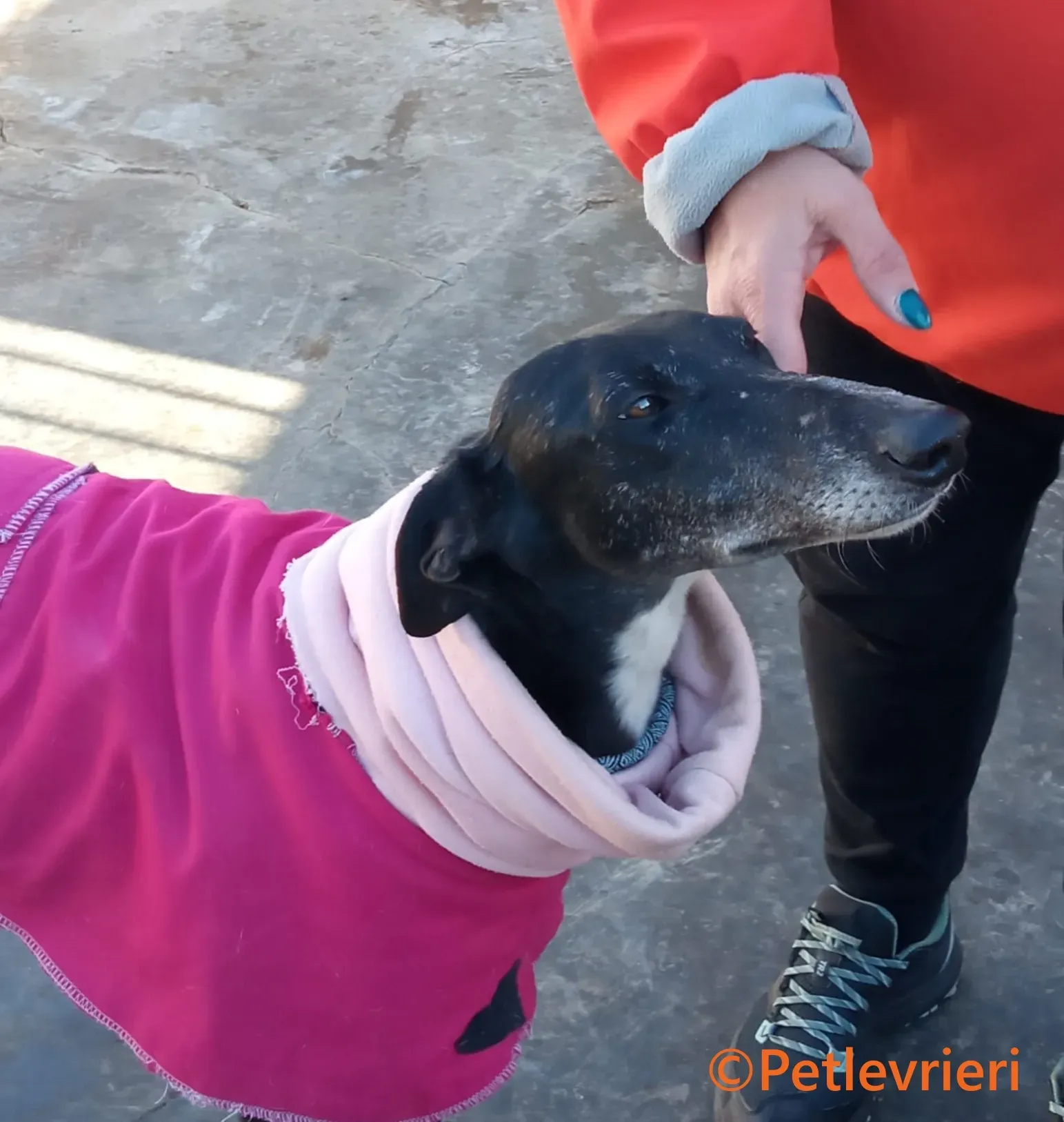 Barbara galgo adozione pet levrieri onlus 2