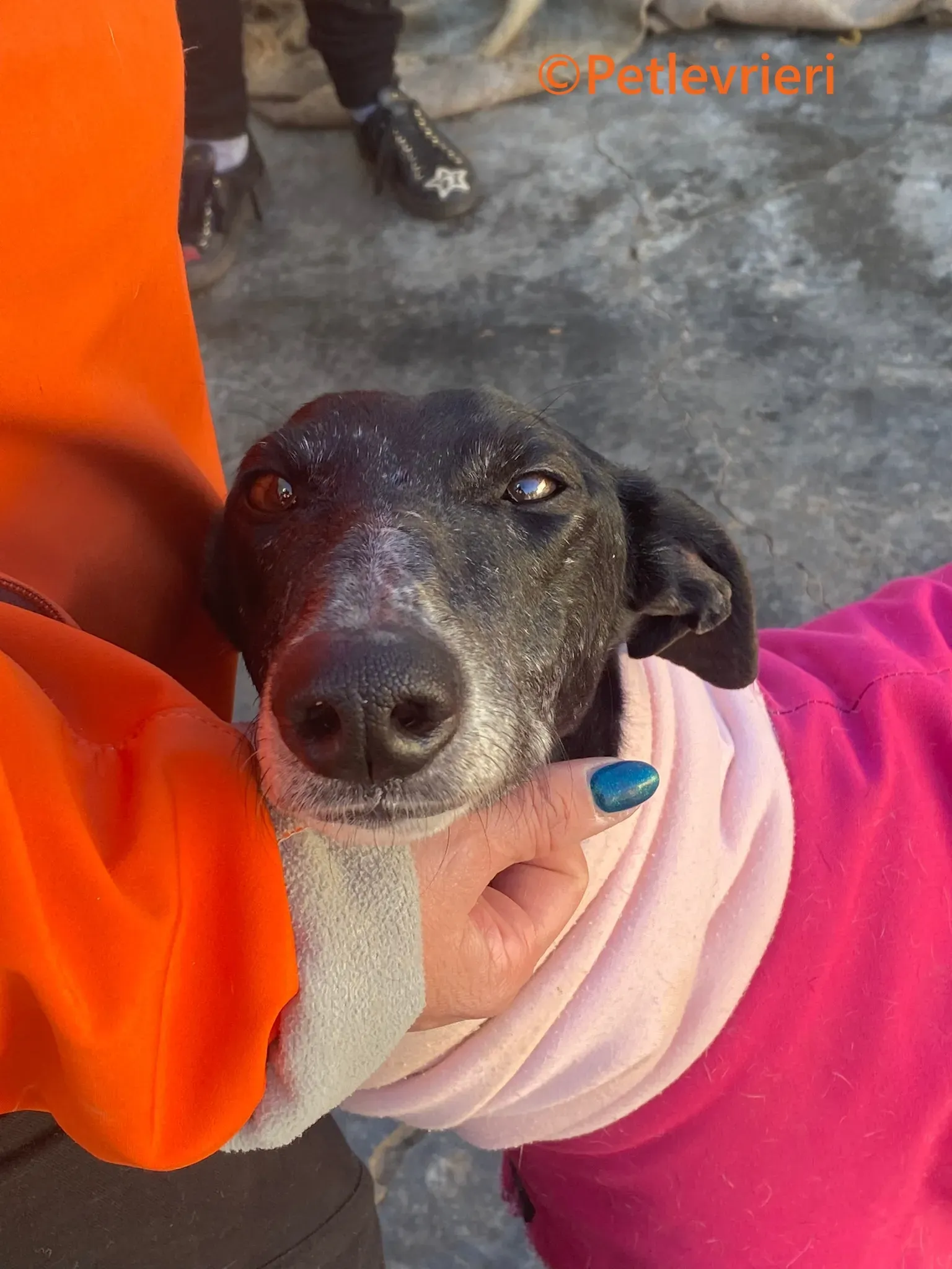 Barbara galgo adozione pet levrieri onlus 4