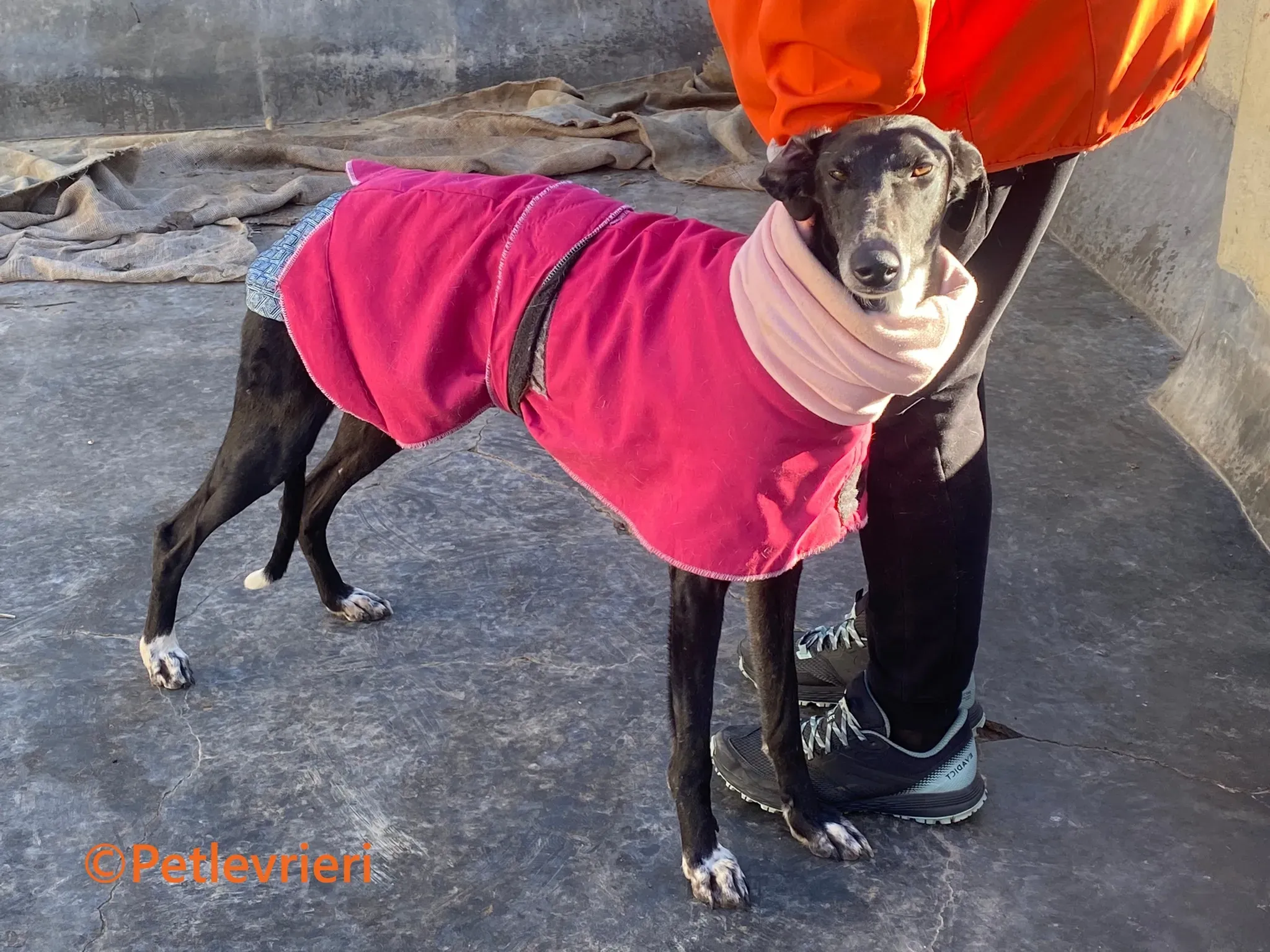 Barbara galgo adozione pet levrieri onlus 5