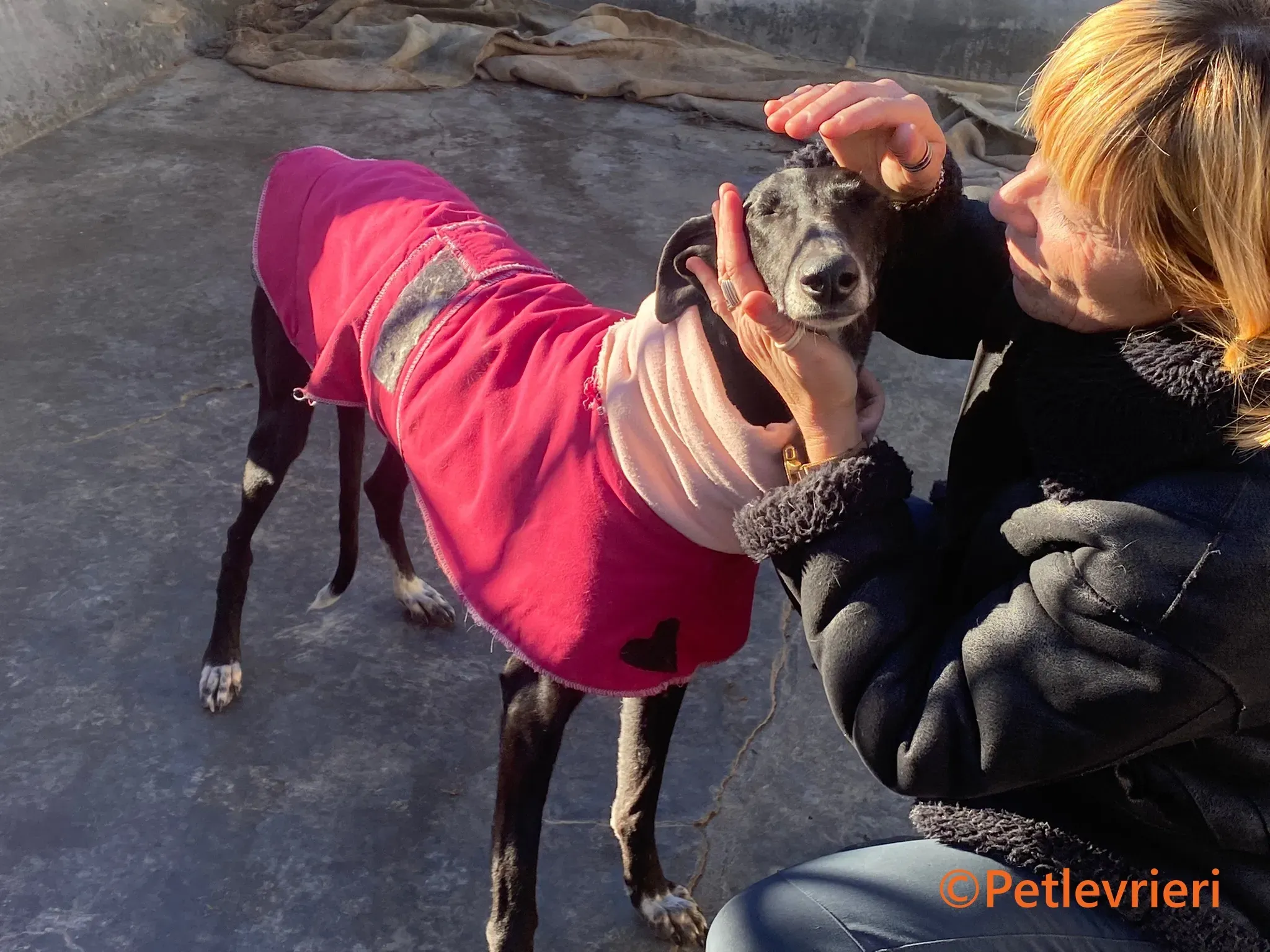 Barbara galgo adozione pet levrieri onlus 8