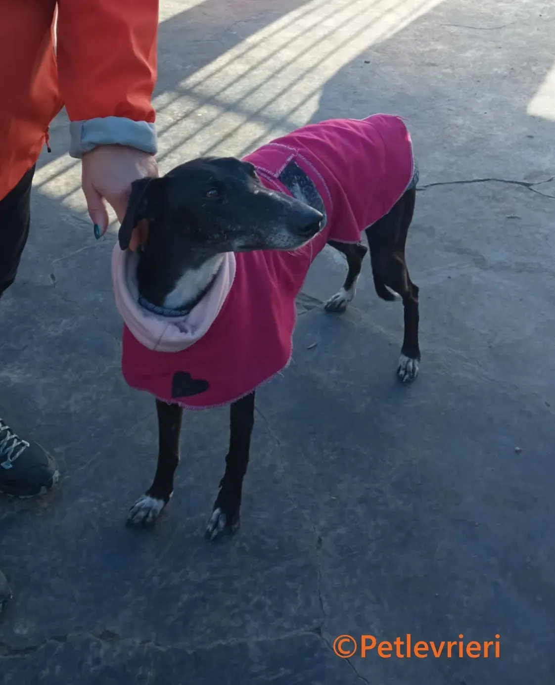 Barbara galgo adozione pet levrieri onlus 3