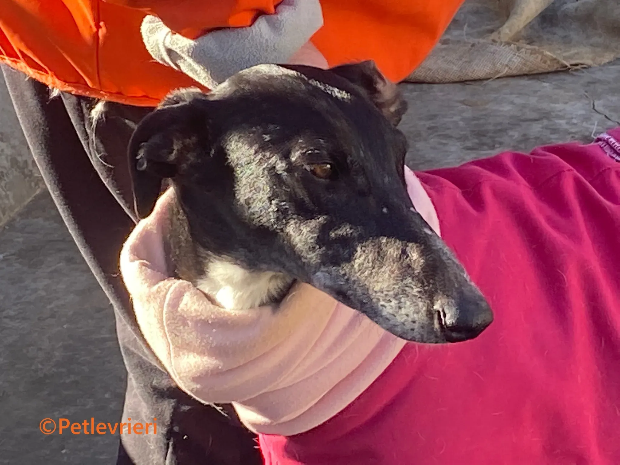 Barbara galgo adozione pet levrieri onlus 6