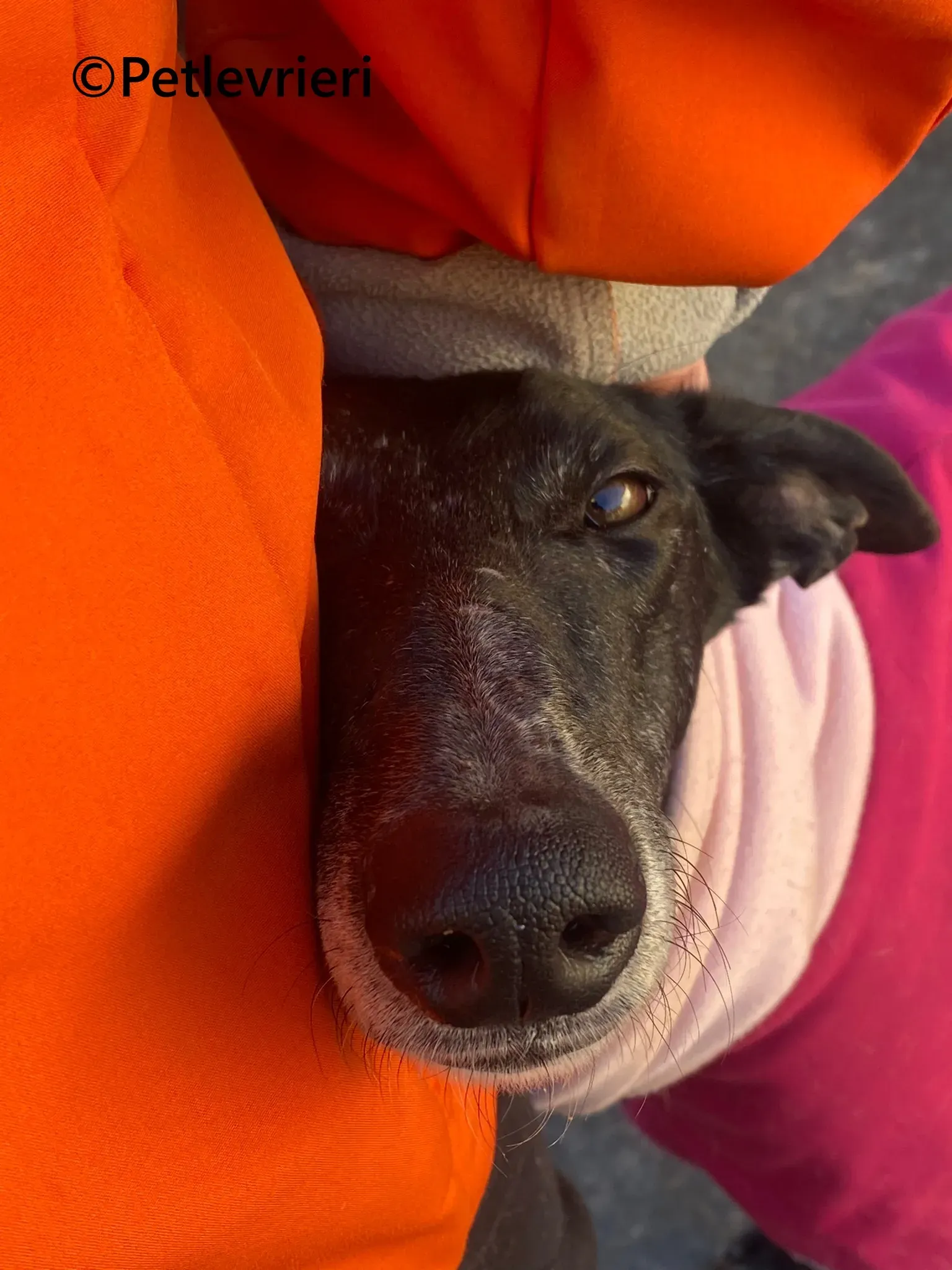 Barbara galgo adozione pet levrieri onlus 7