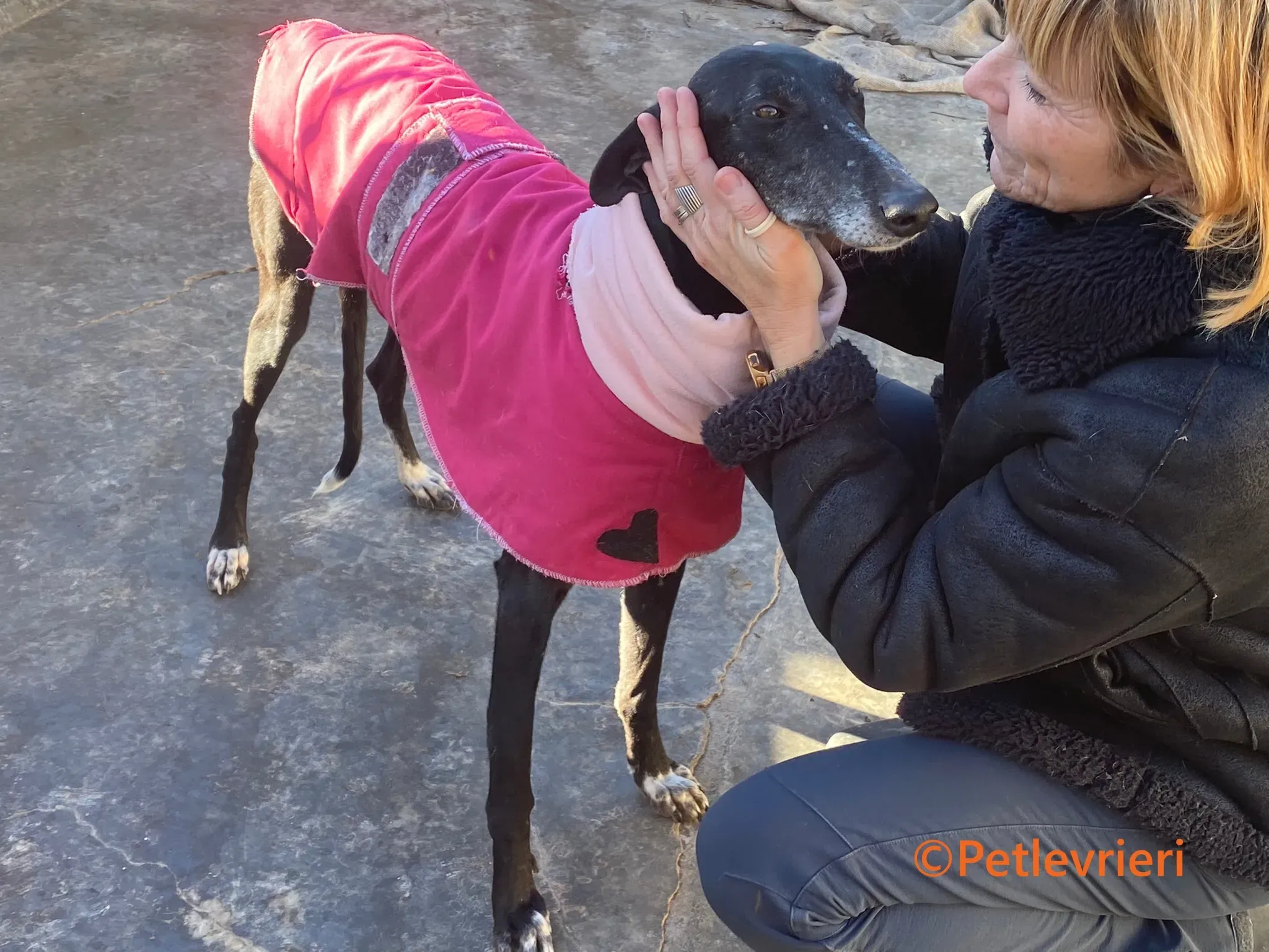 Barbara galgo adozione pet levrieri onlus 9