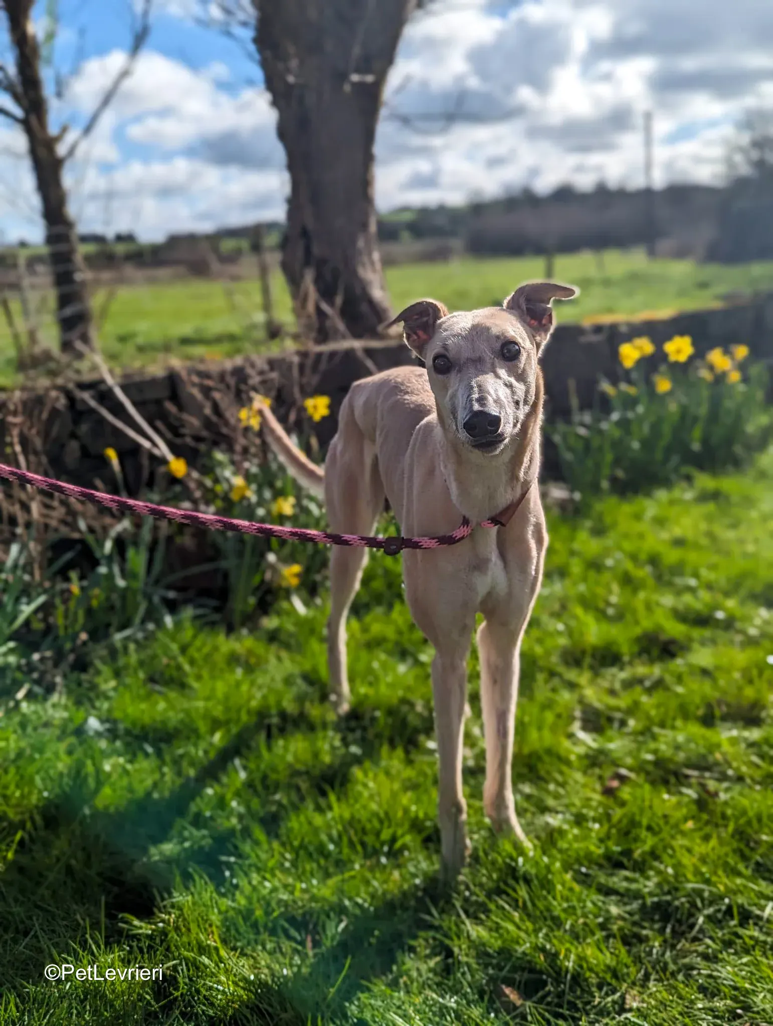 Barbie adozione greyhound 1