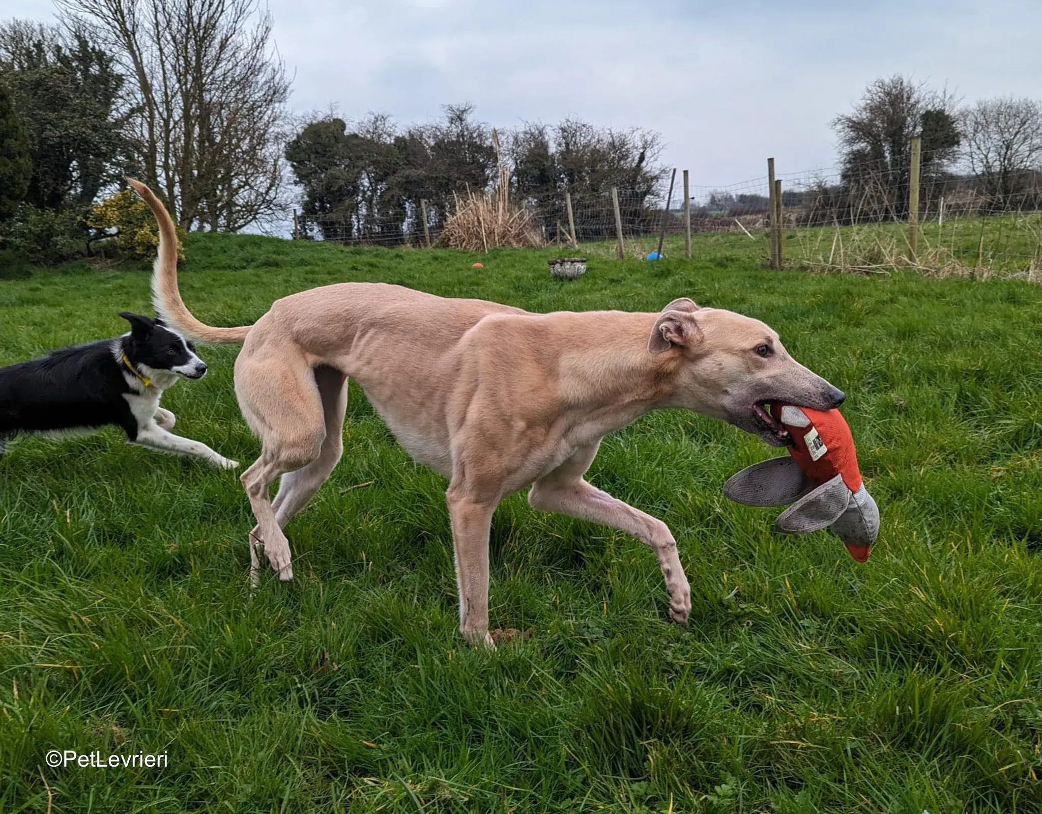 Barbie adozione greyhound 10
