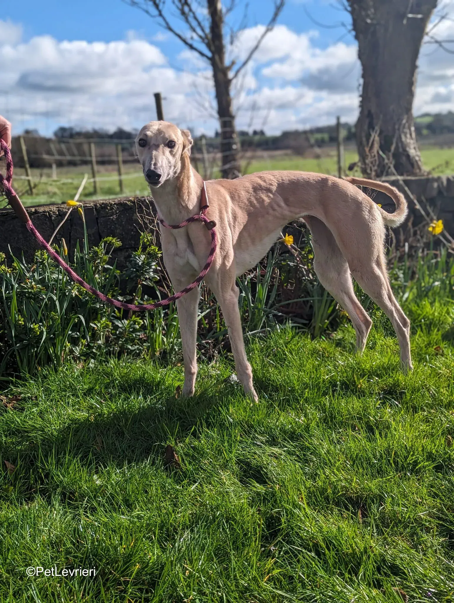 Barbie adozione greyhound 2