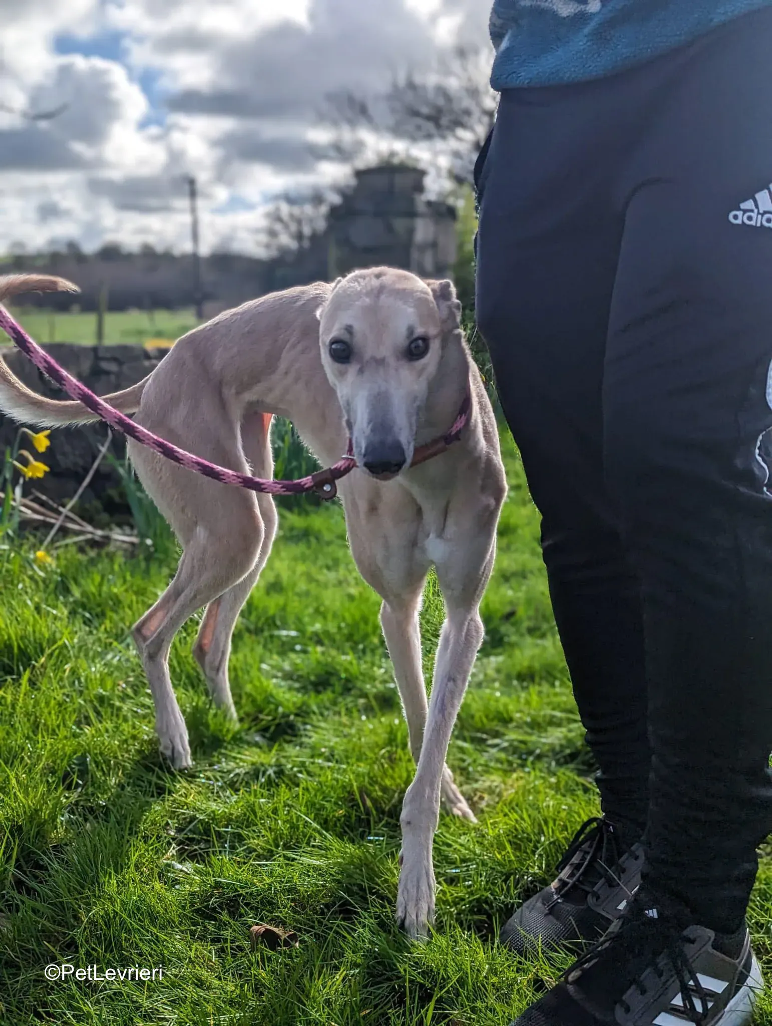 Barbie adozione greyhound 3