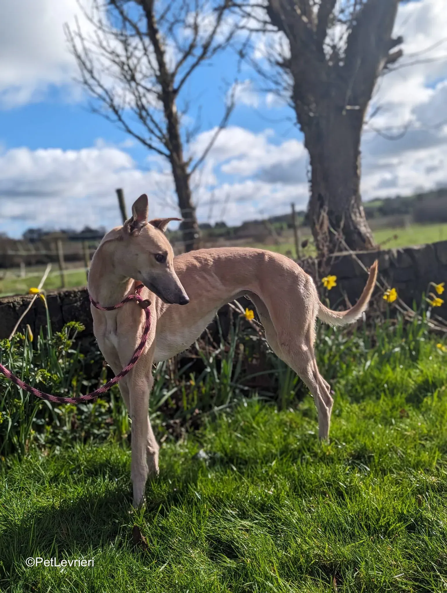 Barbie adozione greyhound 4