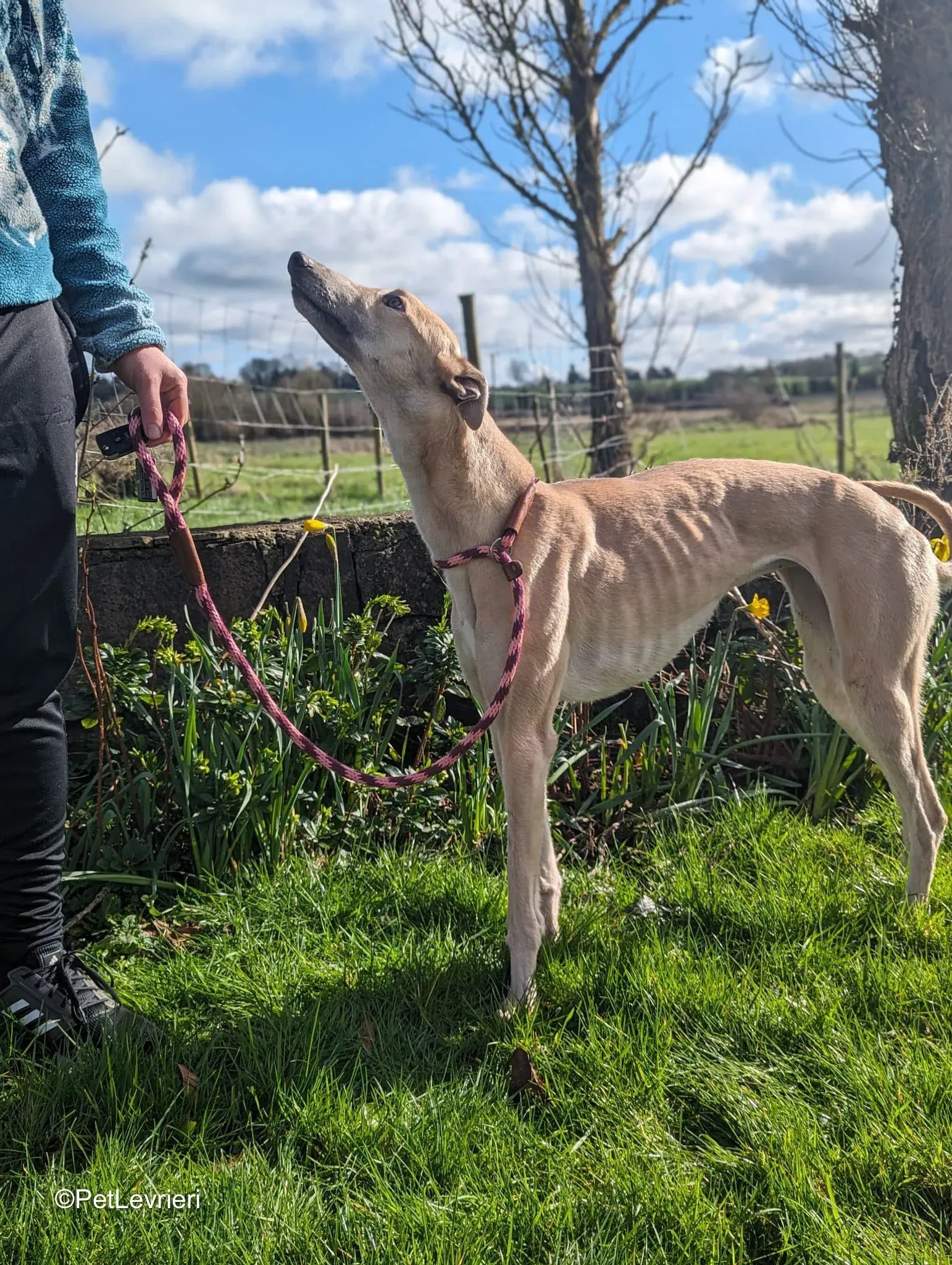 Barbie adozione greyhound 5