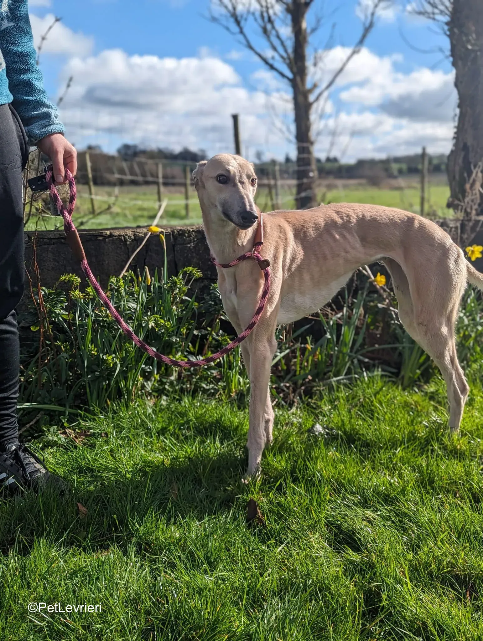 Barbie adozione greyhound 6