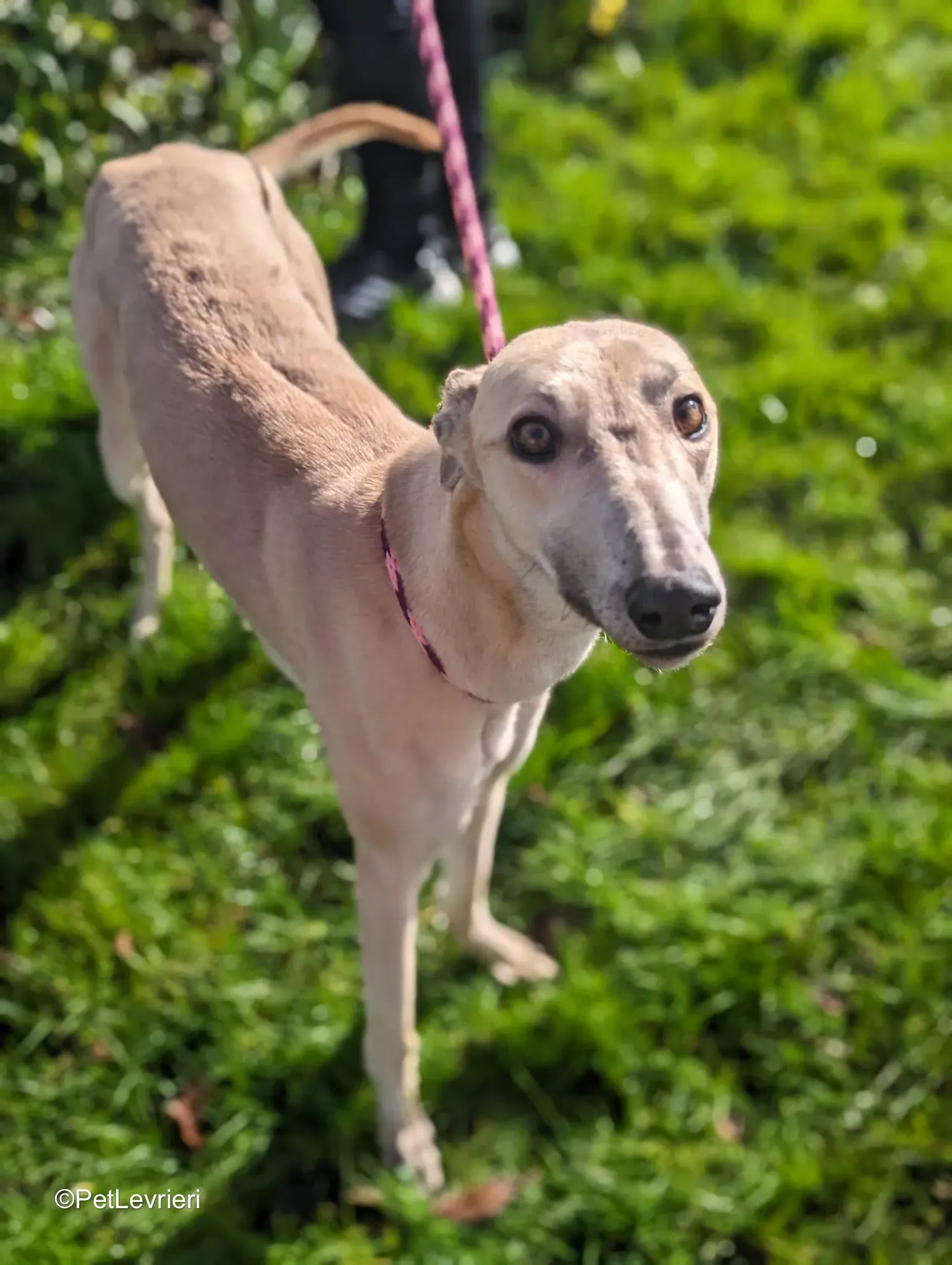 Barbie adozione greyhound 7