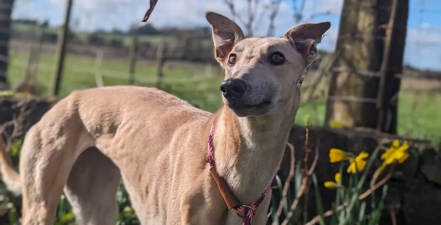 Barbie adozione greyhound 8 e1709051072465