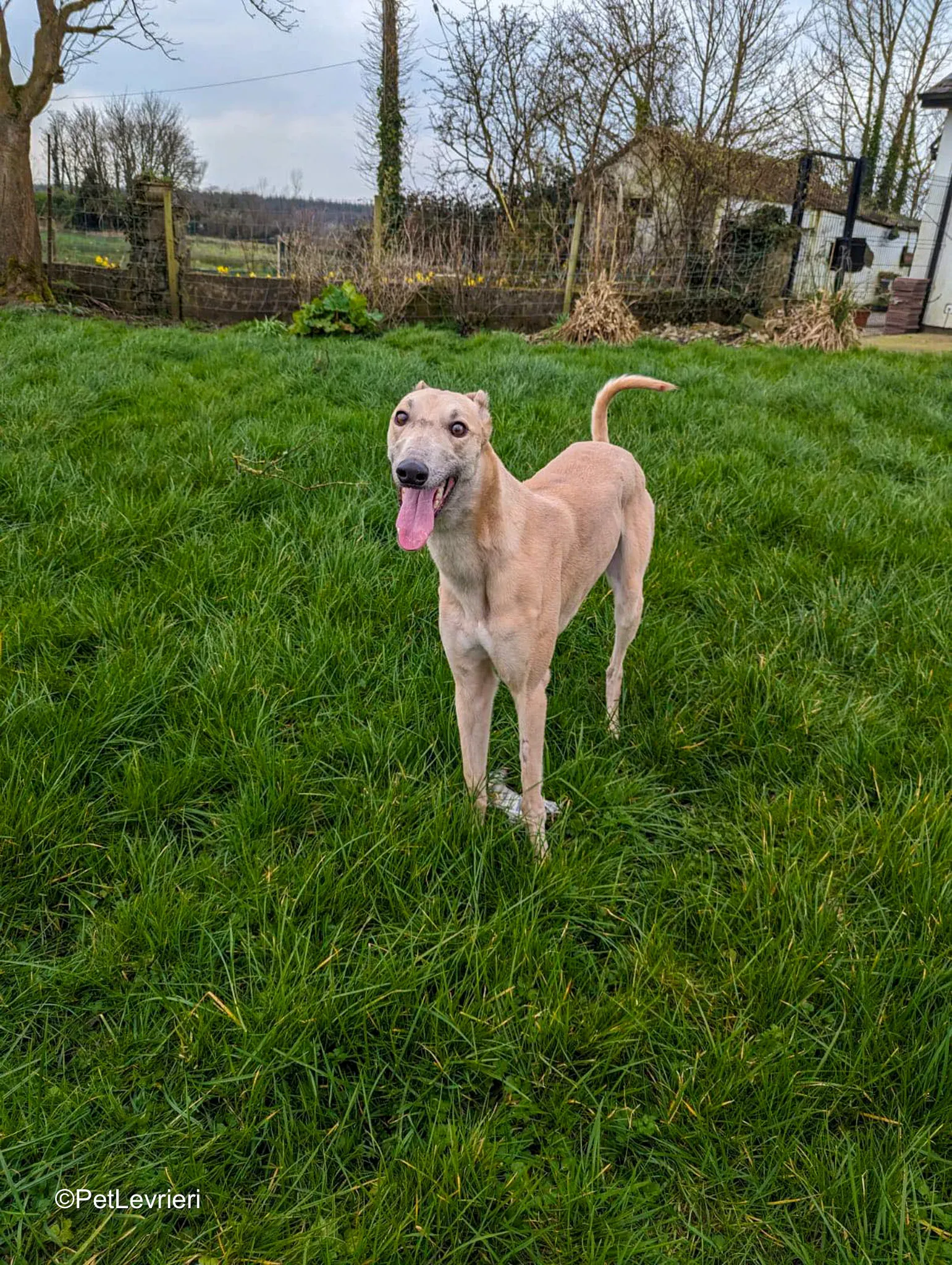 Barbie adozione greyhound 9