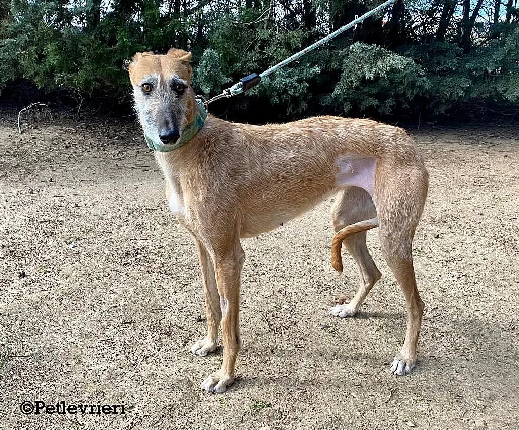 Barbie adozione levrieri galgo 01