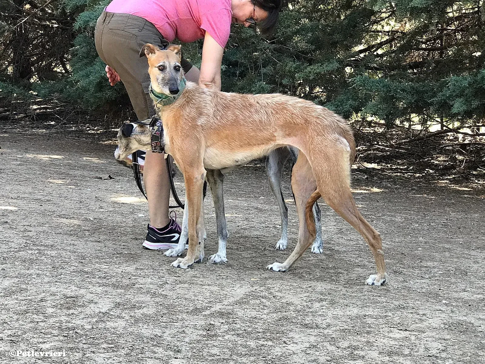 Barbie adozione levrieri galgo 010