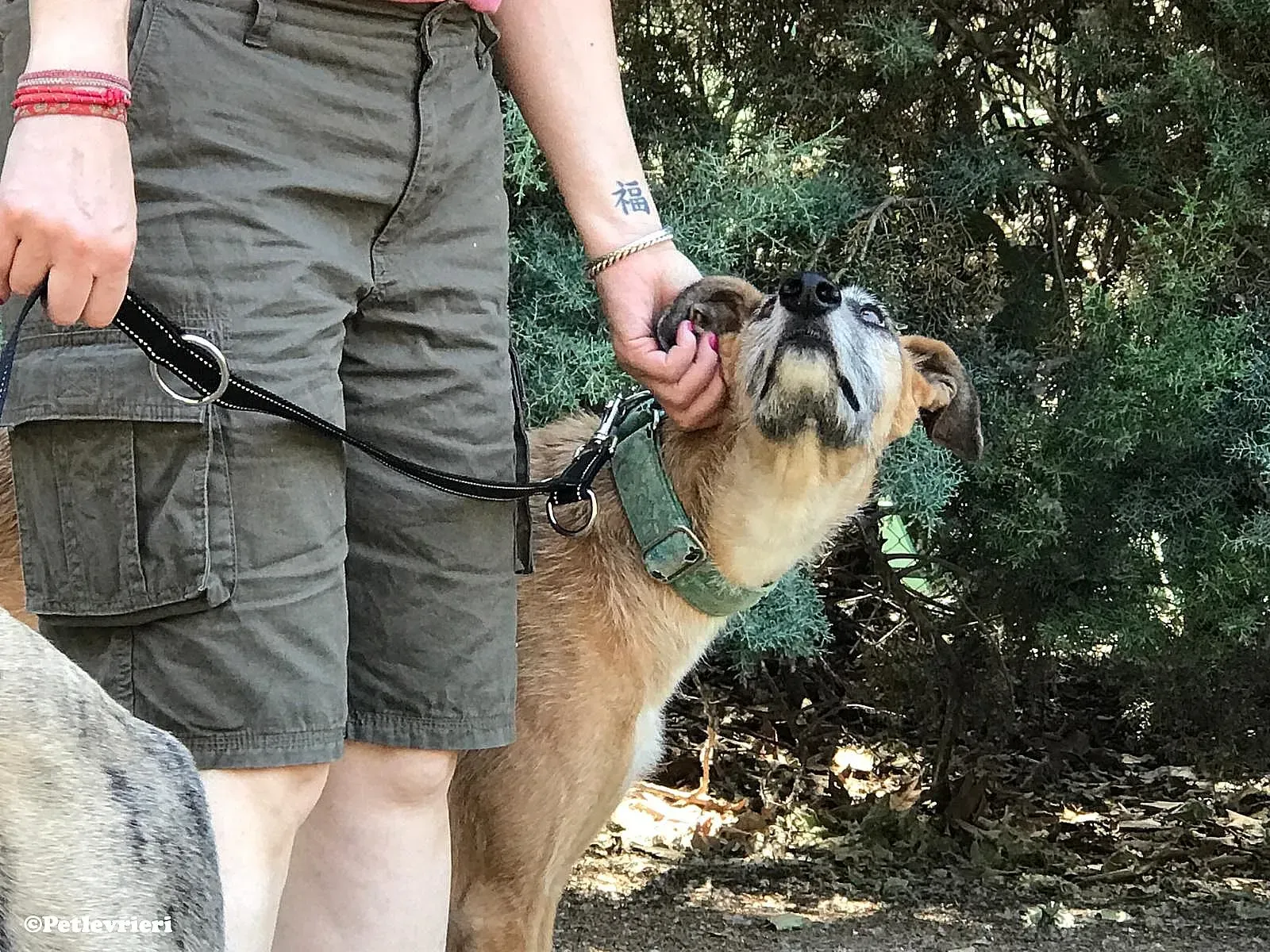 Barbie adozione levrieri galgo 02 1