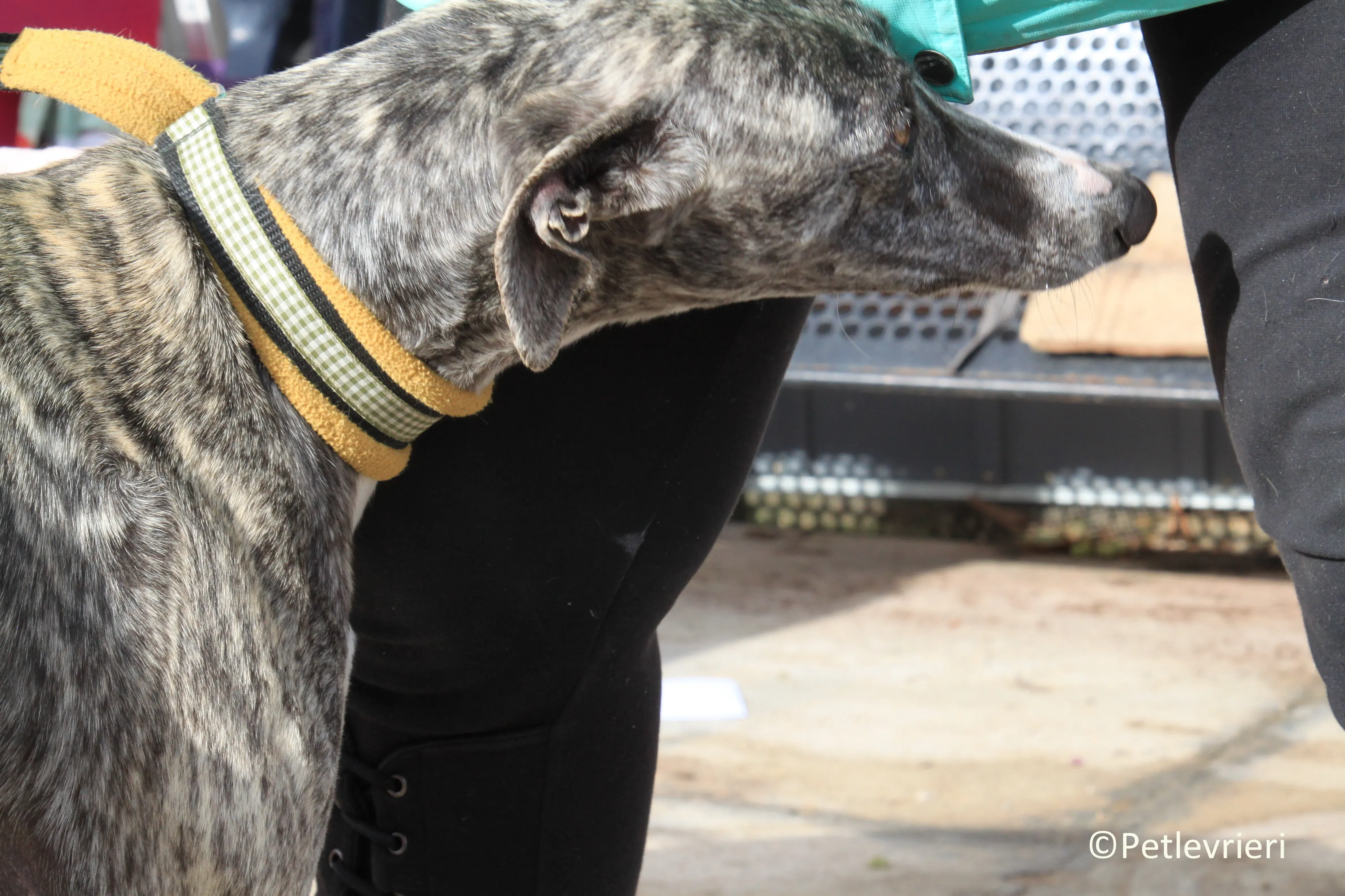 Barbie adozione levrieri galgo 03