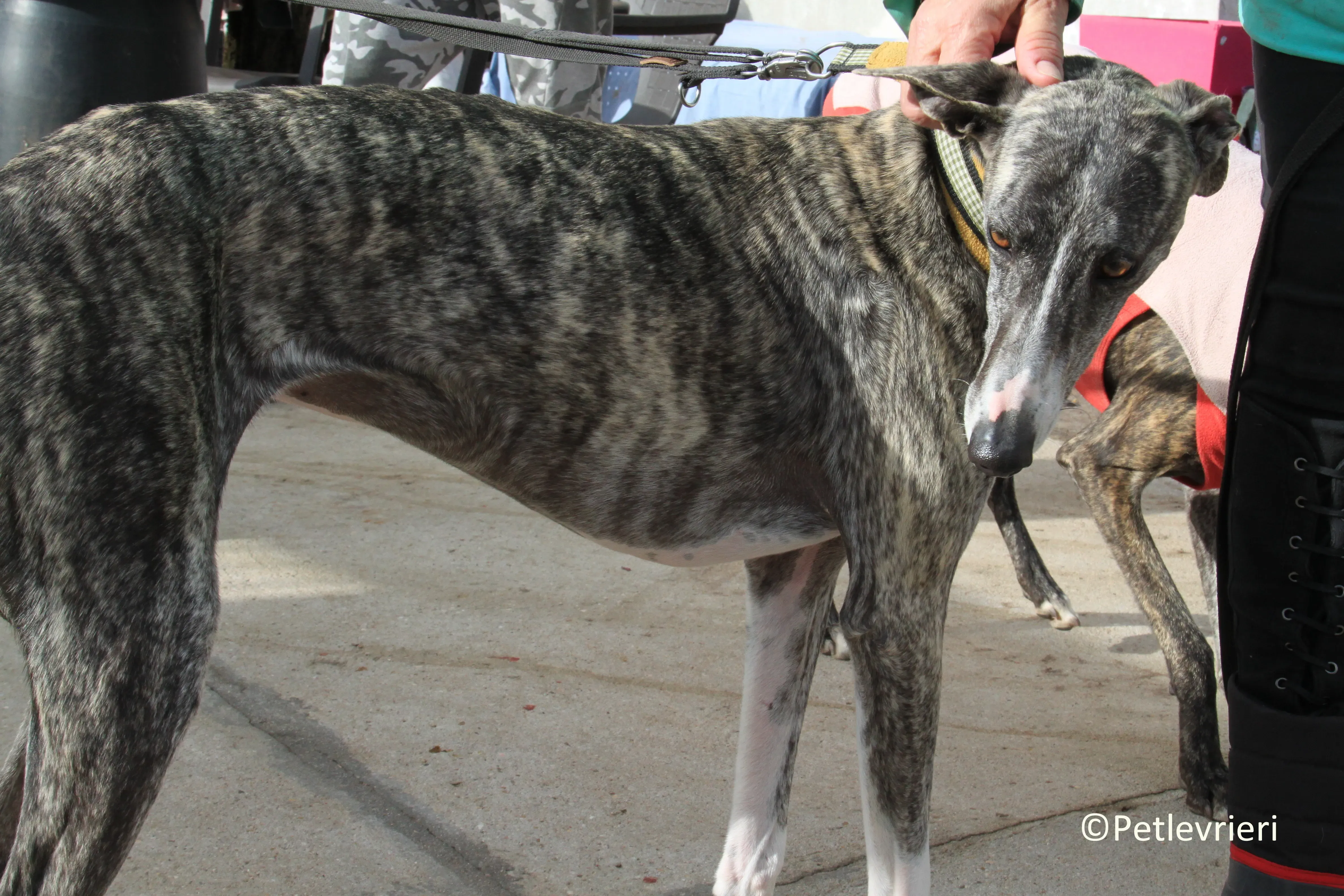 Barbie adozione levrieri galgo 04