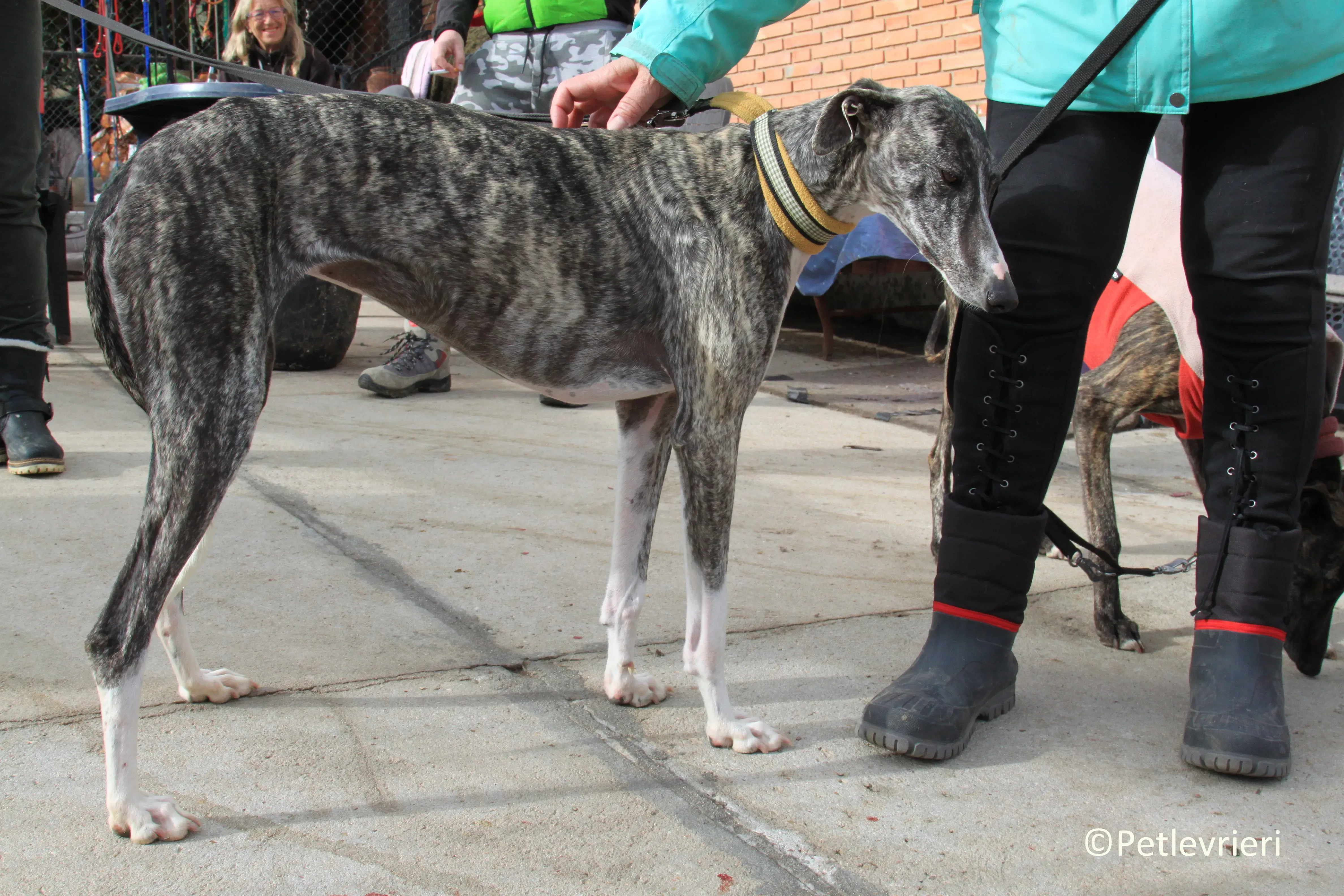 Barbie adozione levrieri galgo 05