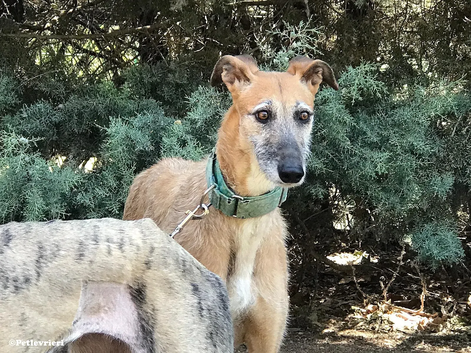 Barbie adozione levrieri galgo 06