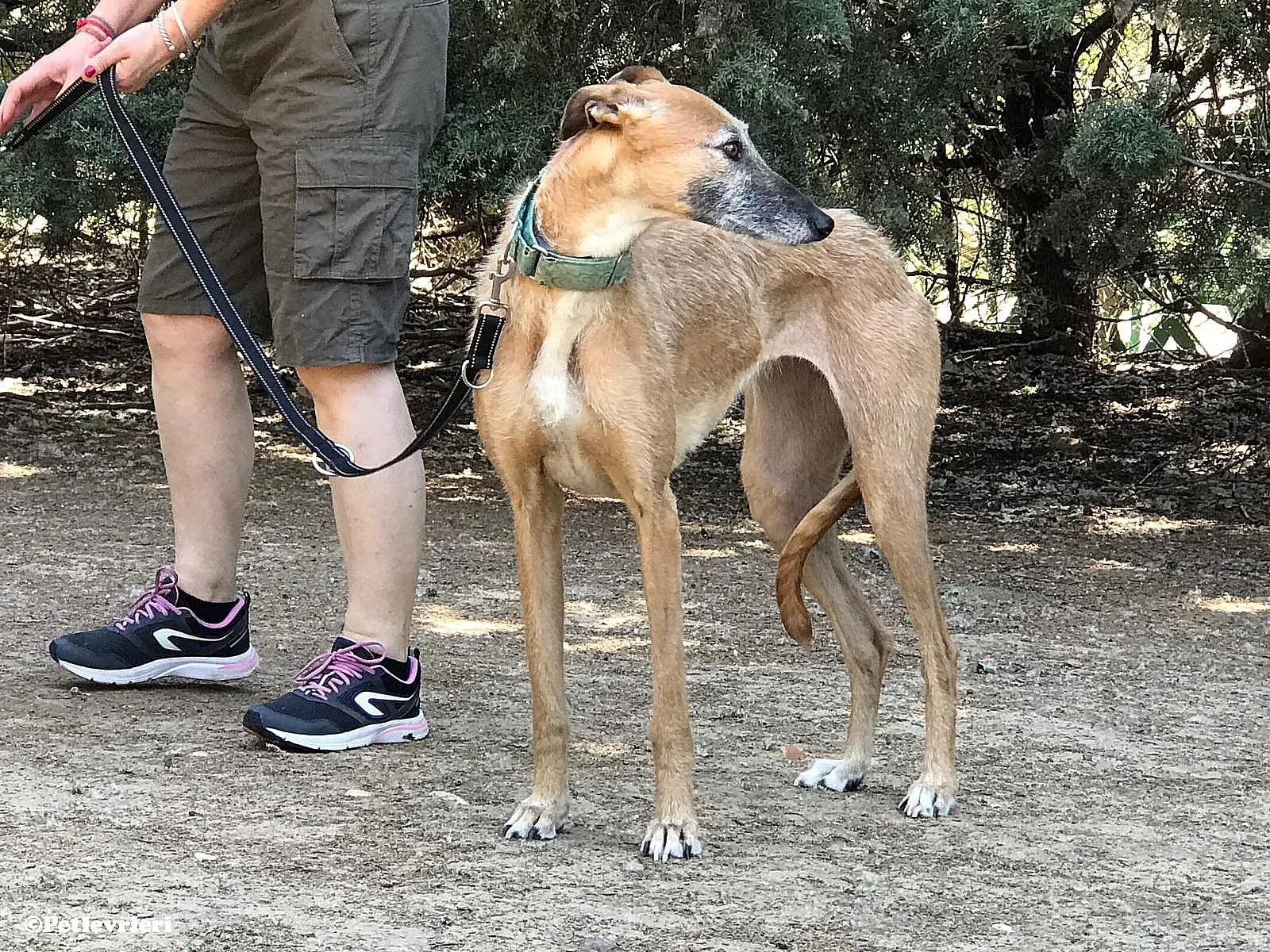 Barbie adozione levrieri galgo 07