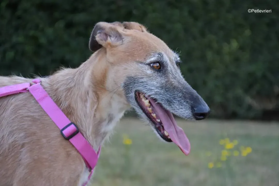 Barbie adozione levrieri galgo 1