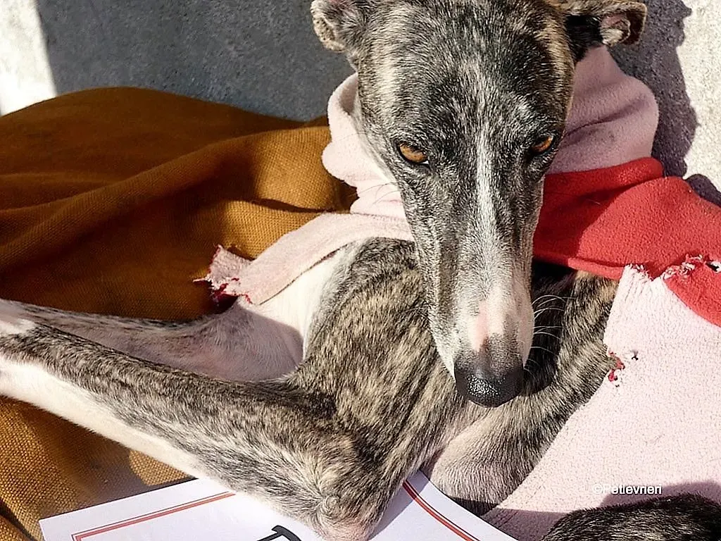 Barbie adozione levrieri galgo 10 1024x768 1