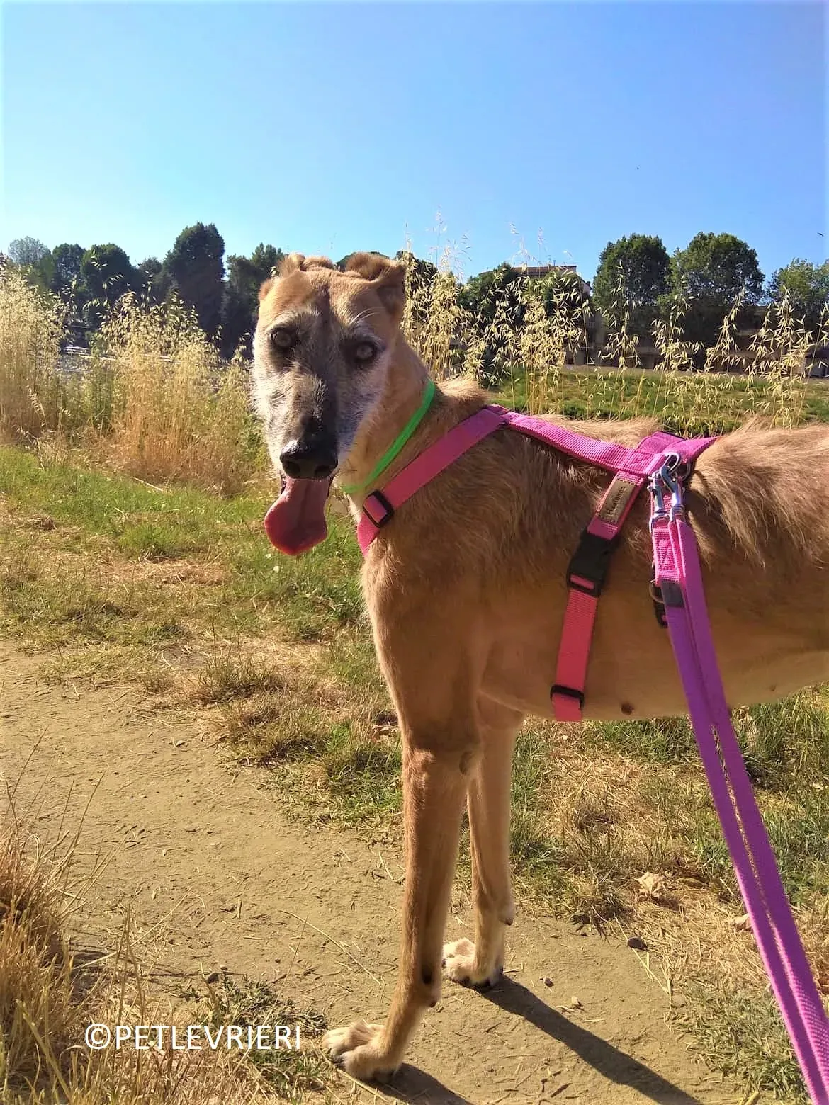 Barbie adozione levrieri galgo 10 2