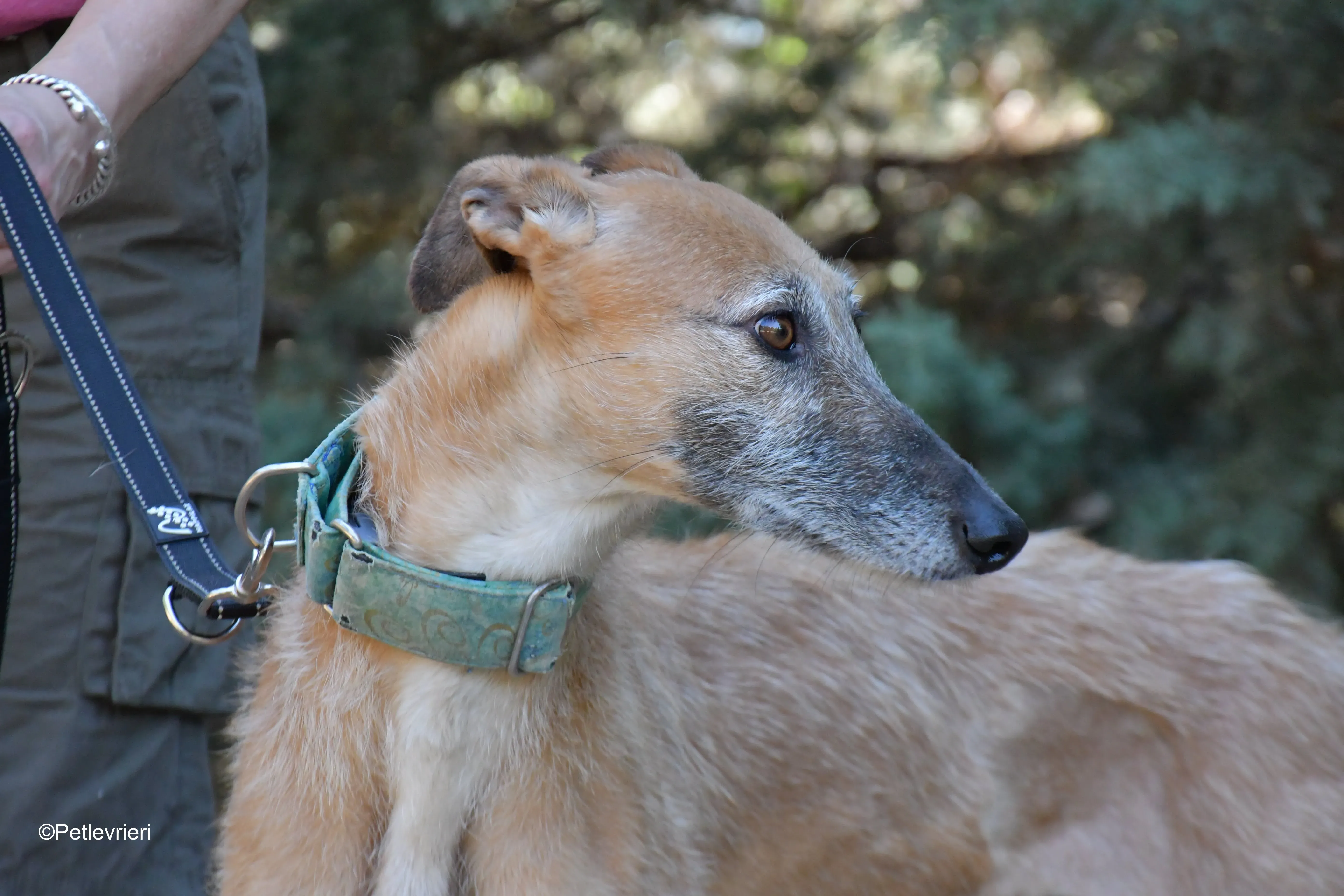 Barbie adozione levrieri galgo 10