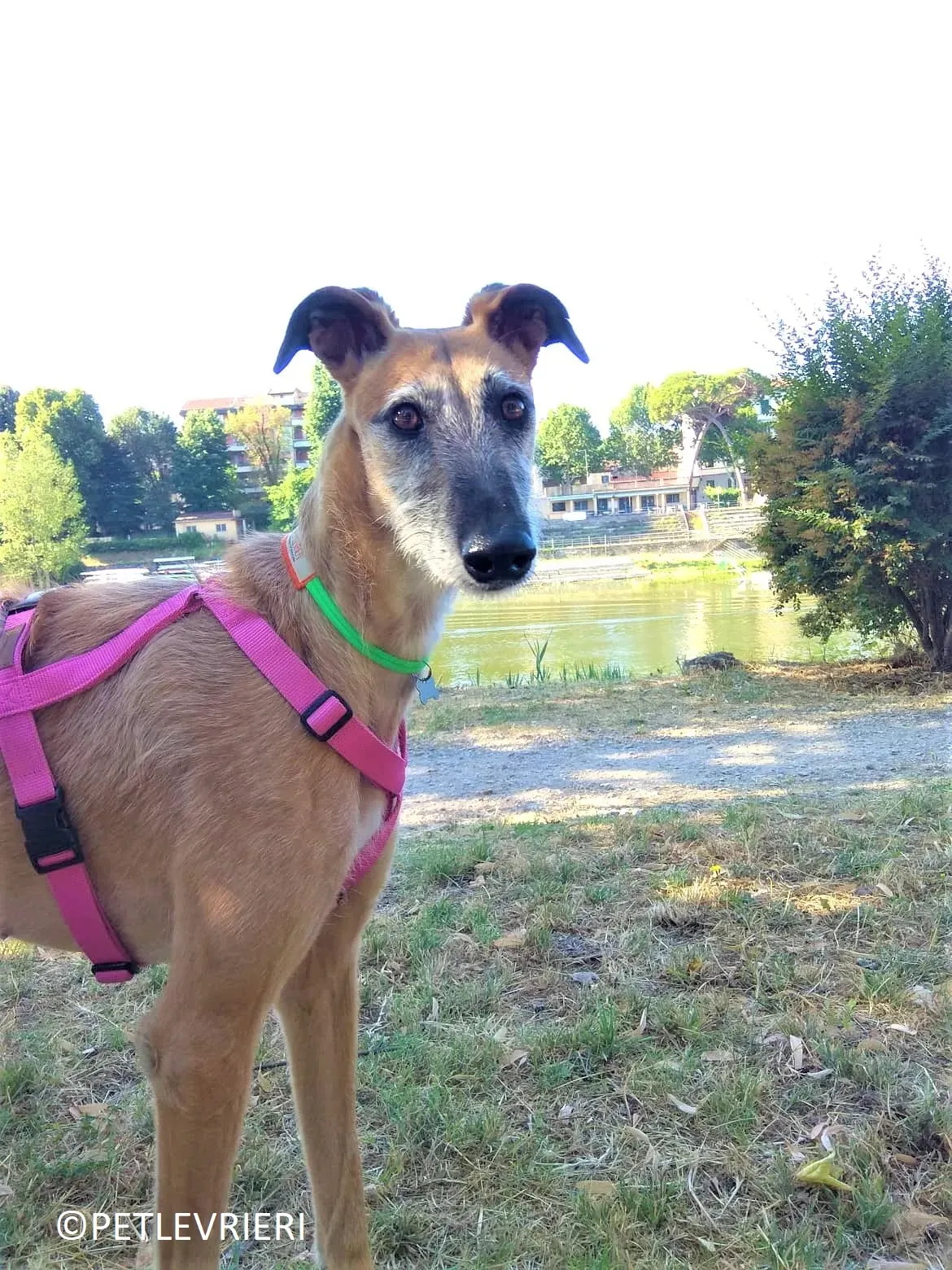 Barbie adozione levrieri galgo 11 2