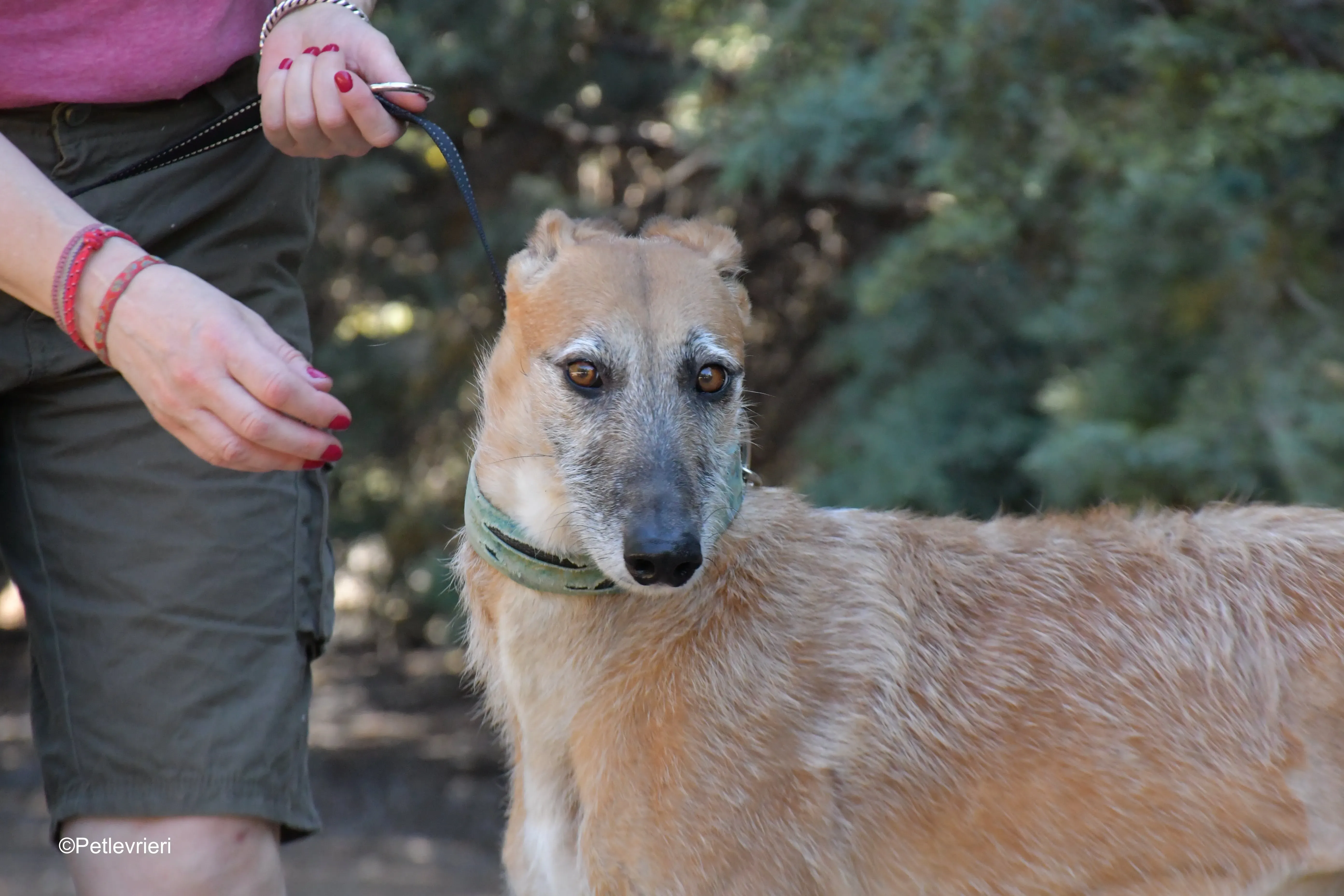 Barbie adozione levrieri galgo 11