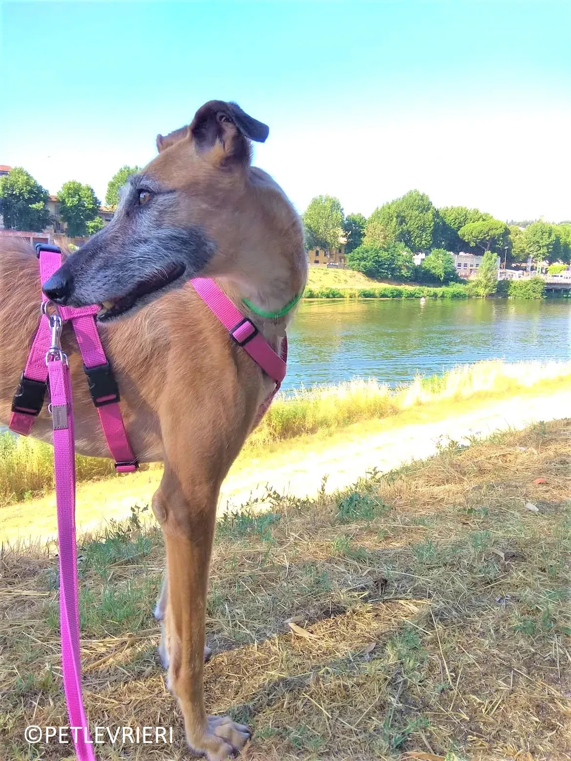 Barbie adozione levrieri galgo 12 2