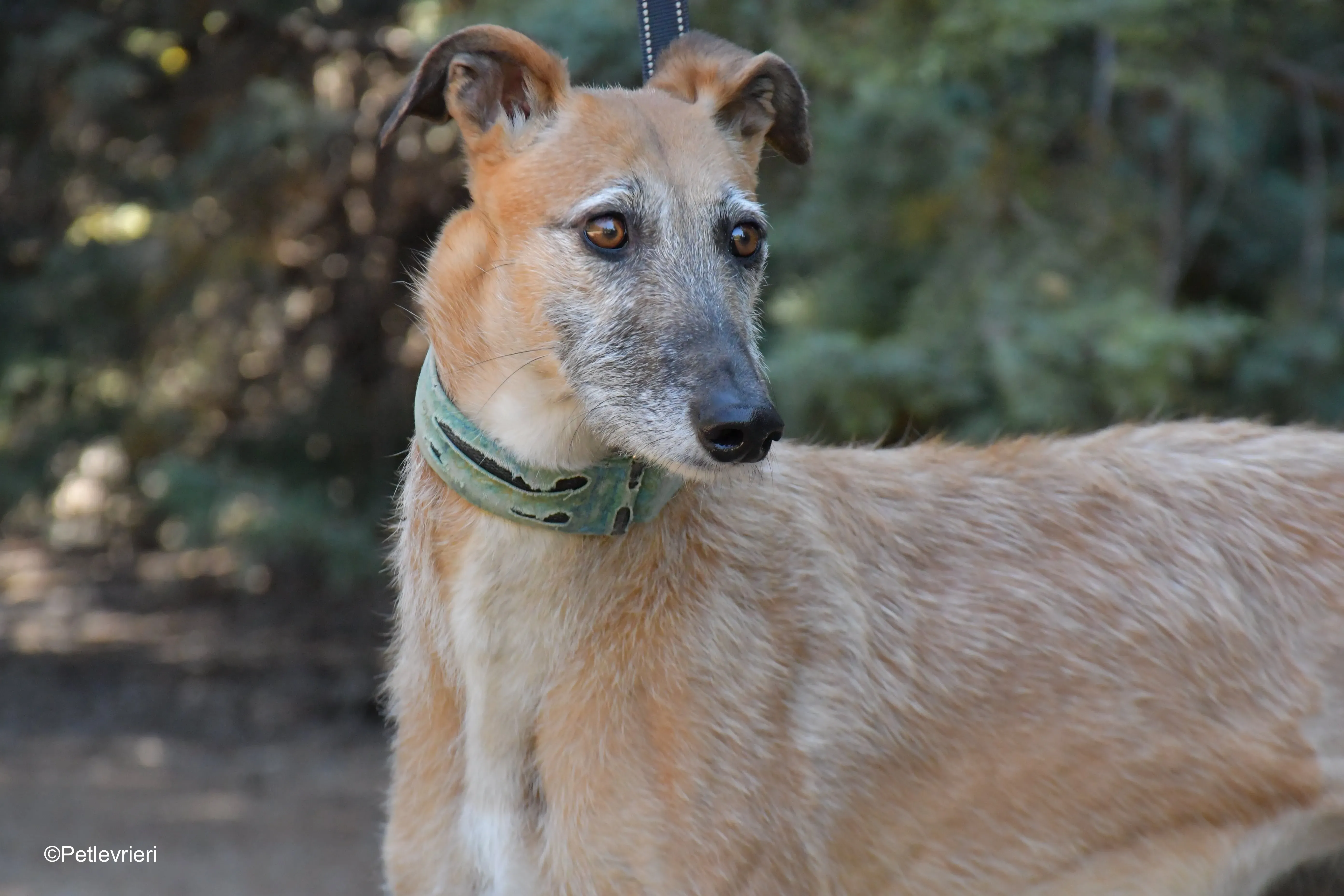 Barbie adozione levrieri galgo 13