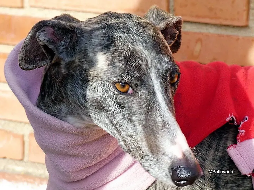 Barbie adozione levrieri galgo 15 1024x768 1