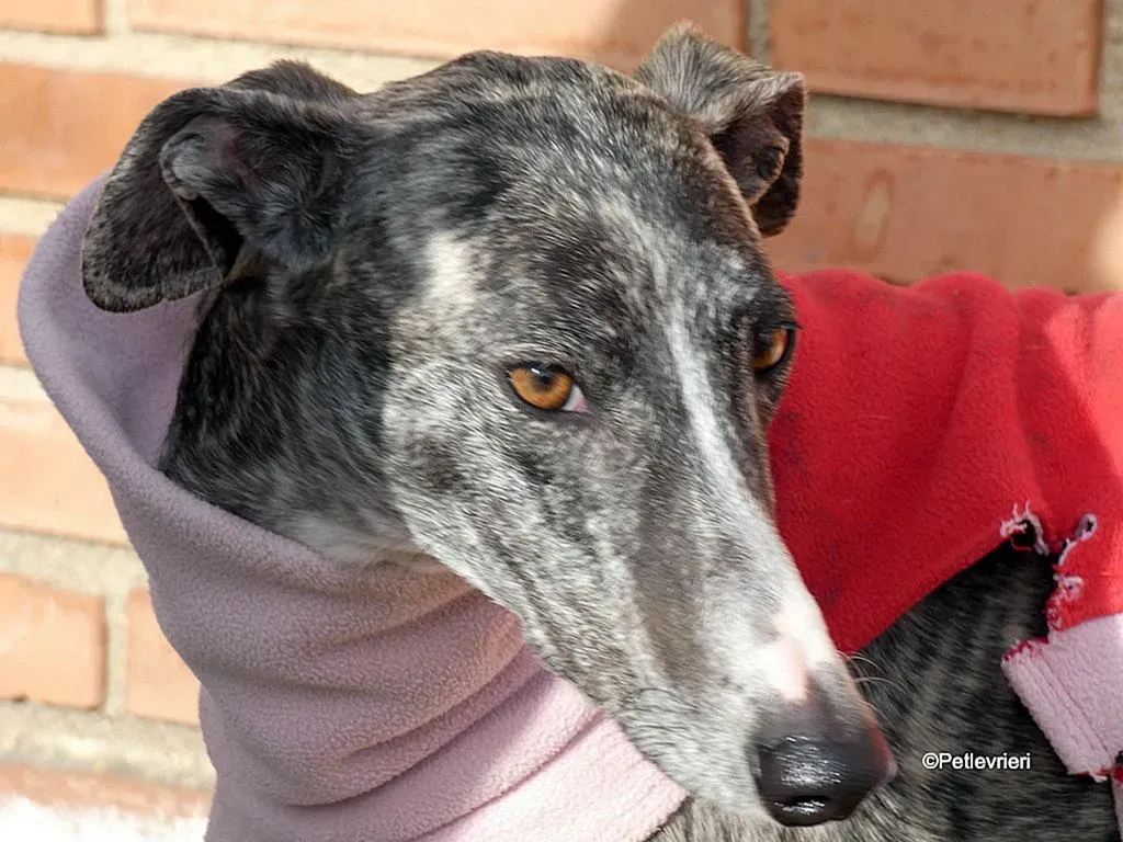 Barbie adozione levrieri galgo 15