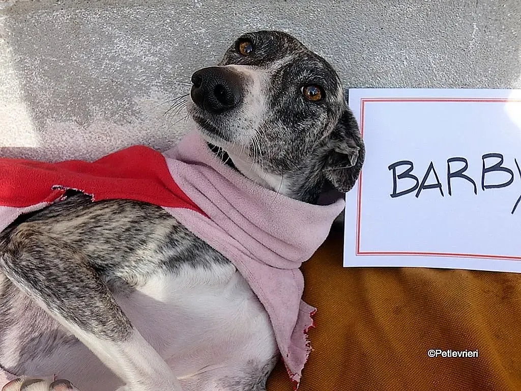 Barbie adozione levrieri galgo 16 1024x768 1