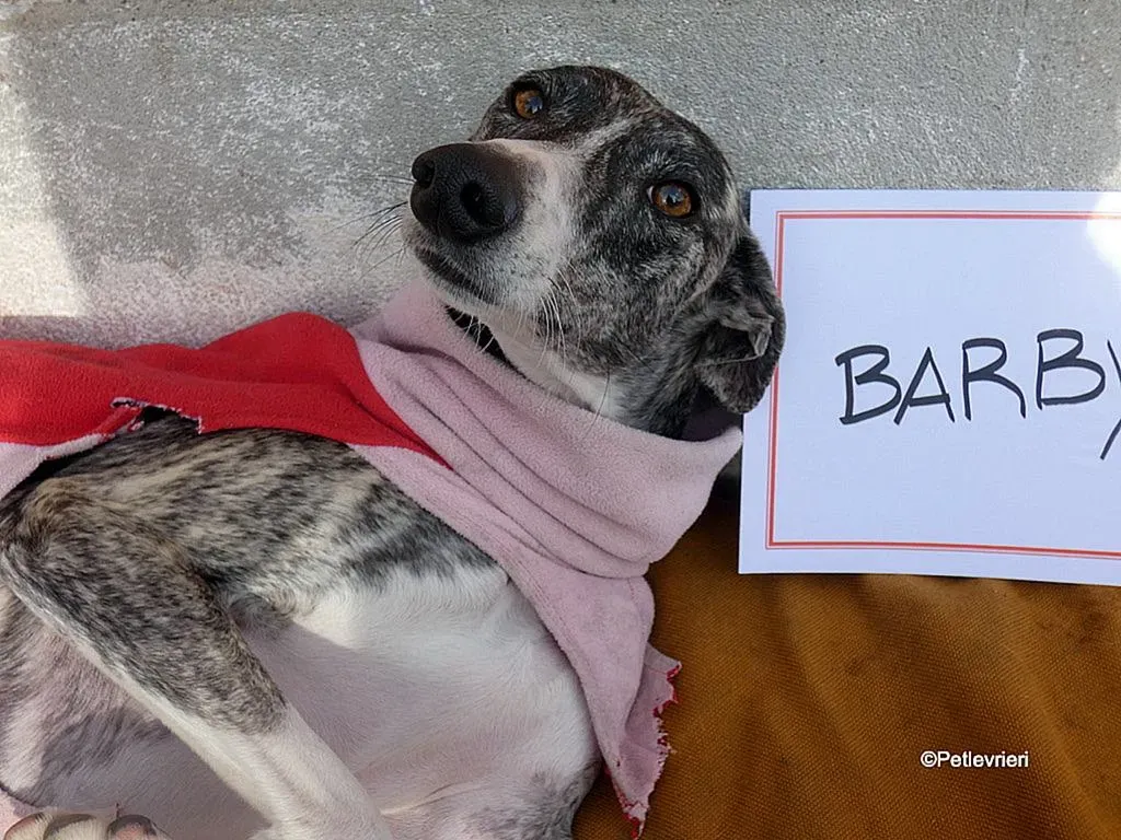 Barbie adozione levrieri galgo 16