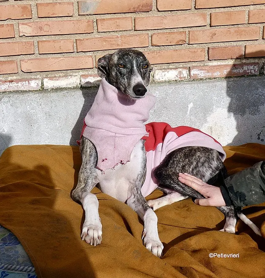 Barbie adozione levrieri galgo 17