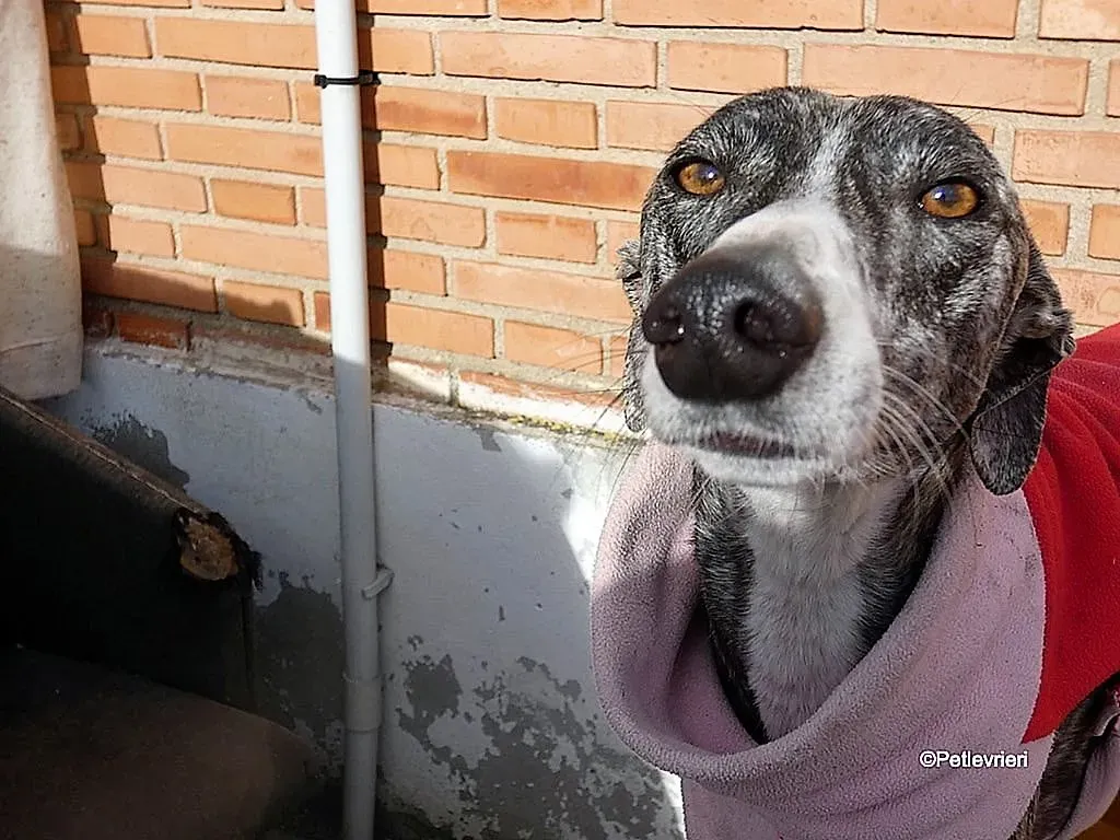 Barbie adozione levrieri galgo 18 1024x768 1