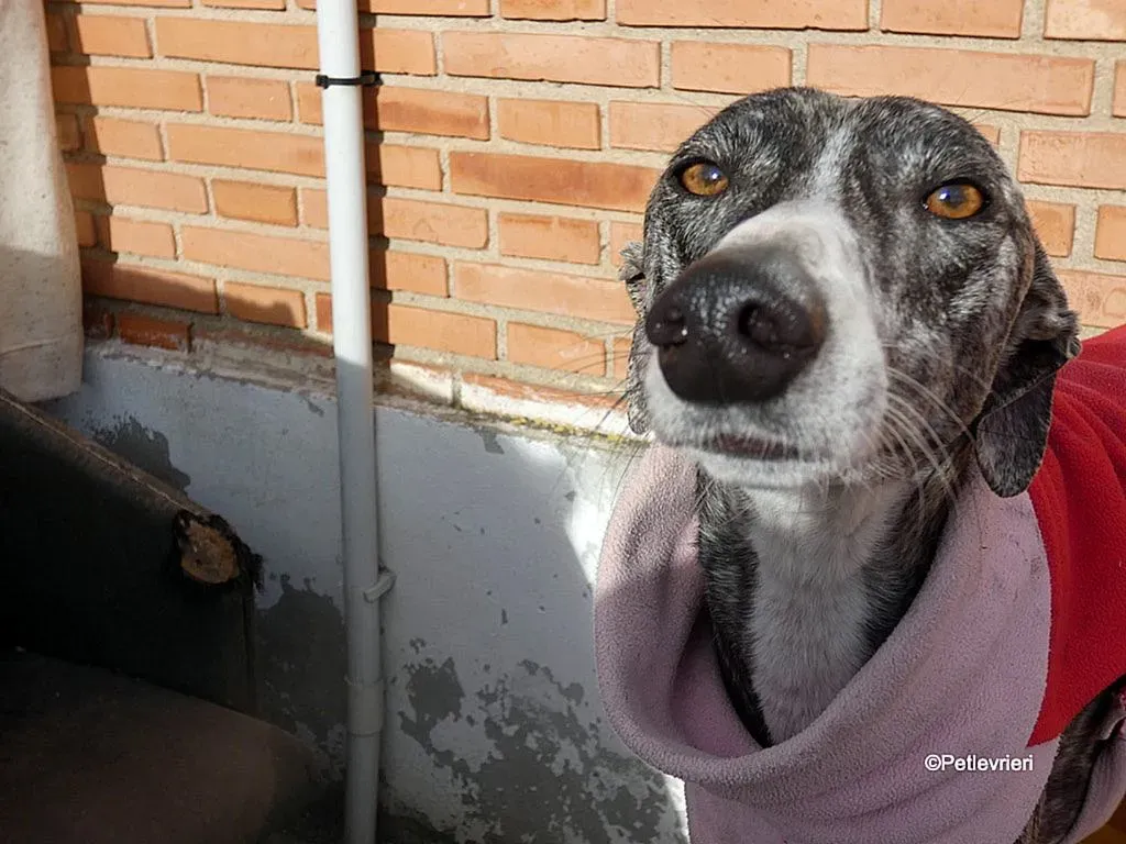 Barbie adozione levrieri galgo 18